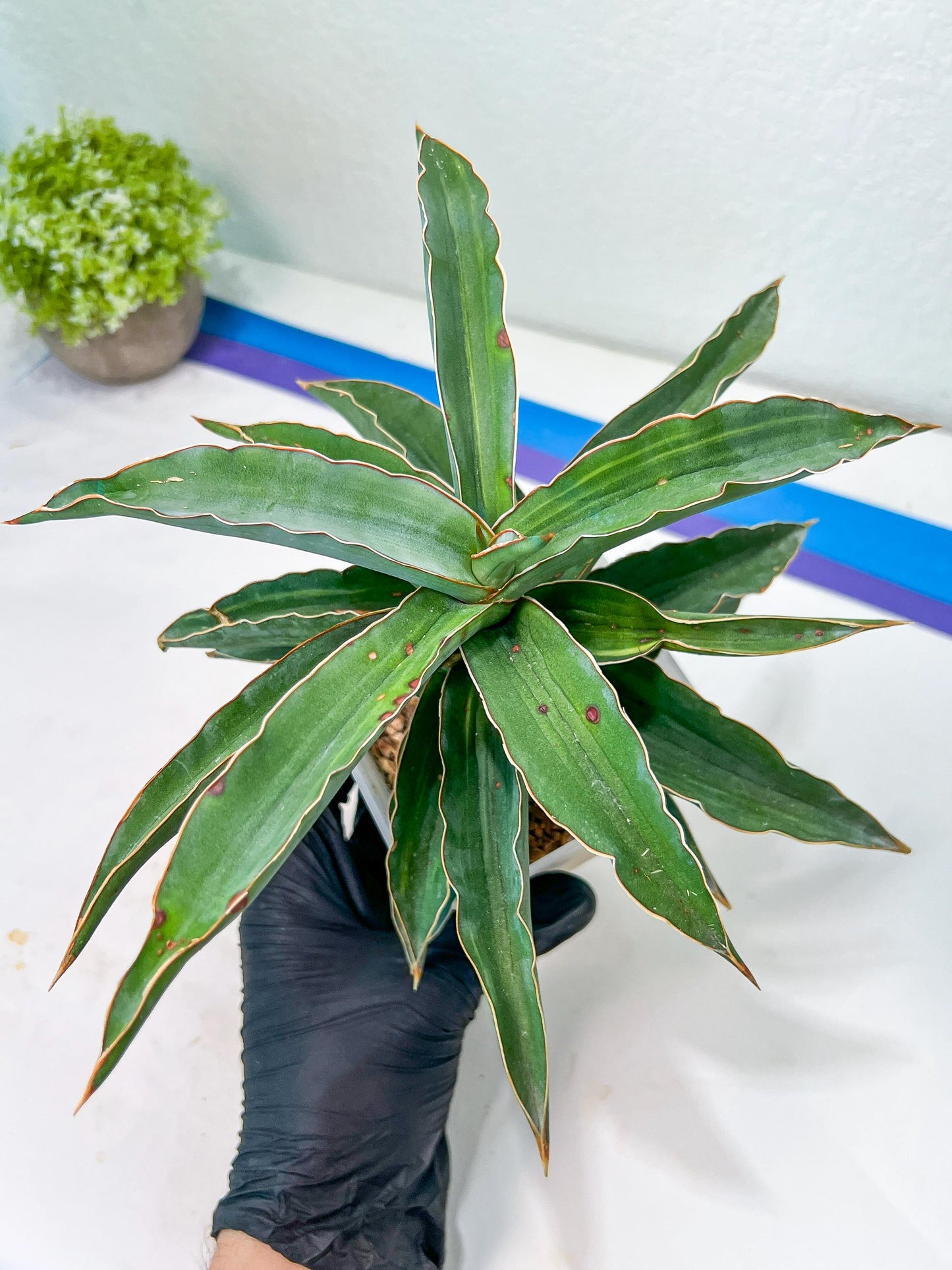 Sansevieria Variegated Blue Leaf