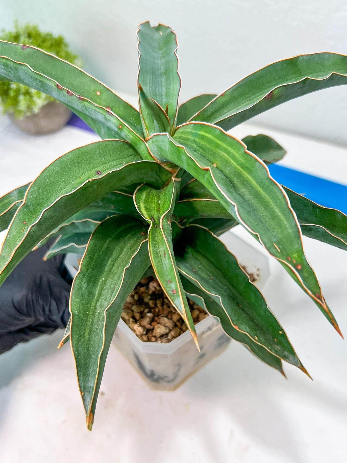 Sansevieria Variegated Blue Leaf