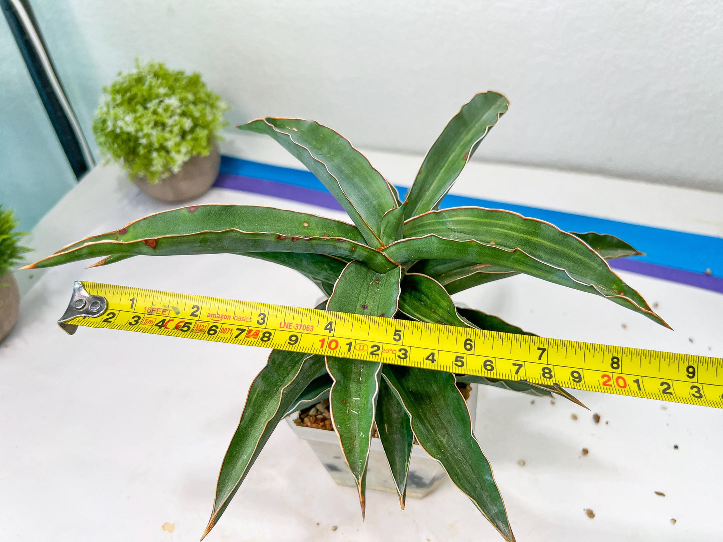 Sansevieria Variegated Blue Leaf