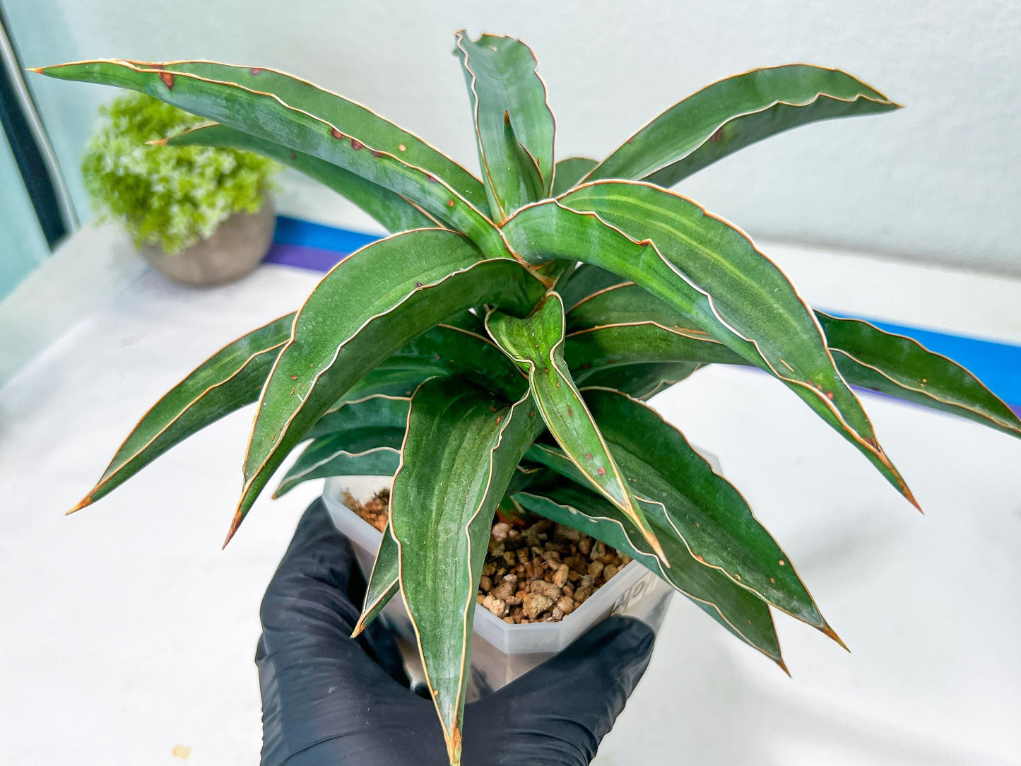 Sansevieria Variegated Blue Leaf