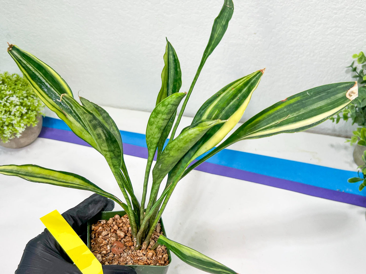 Sansevieria Sudwala Caves Variegated | Rare Impoted Plants