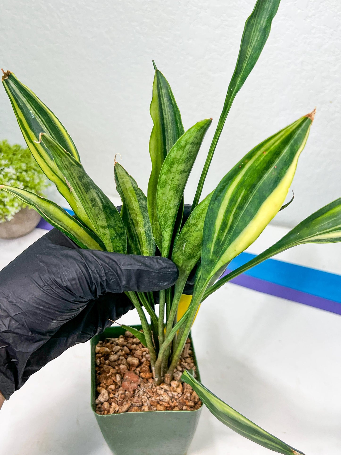 Sansevieria Sudwala Caves Variegated | Rare Impoted Plants
