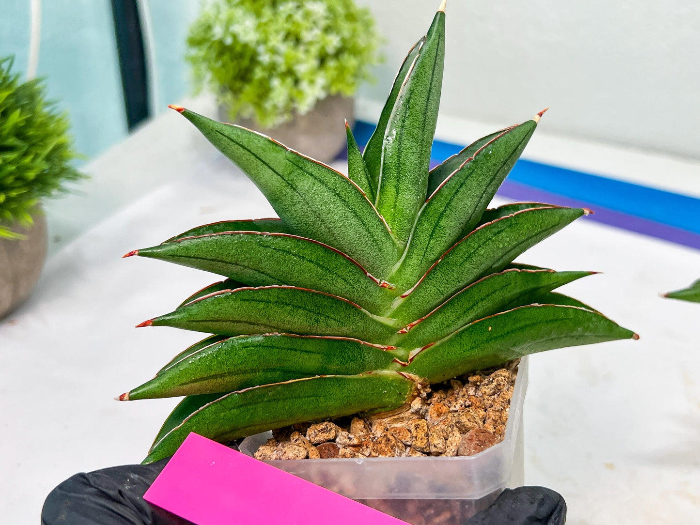 Sansevieria Emerald Wing (#A6) | Rare and Limited Amount