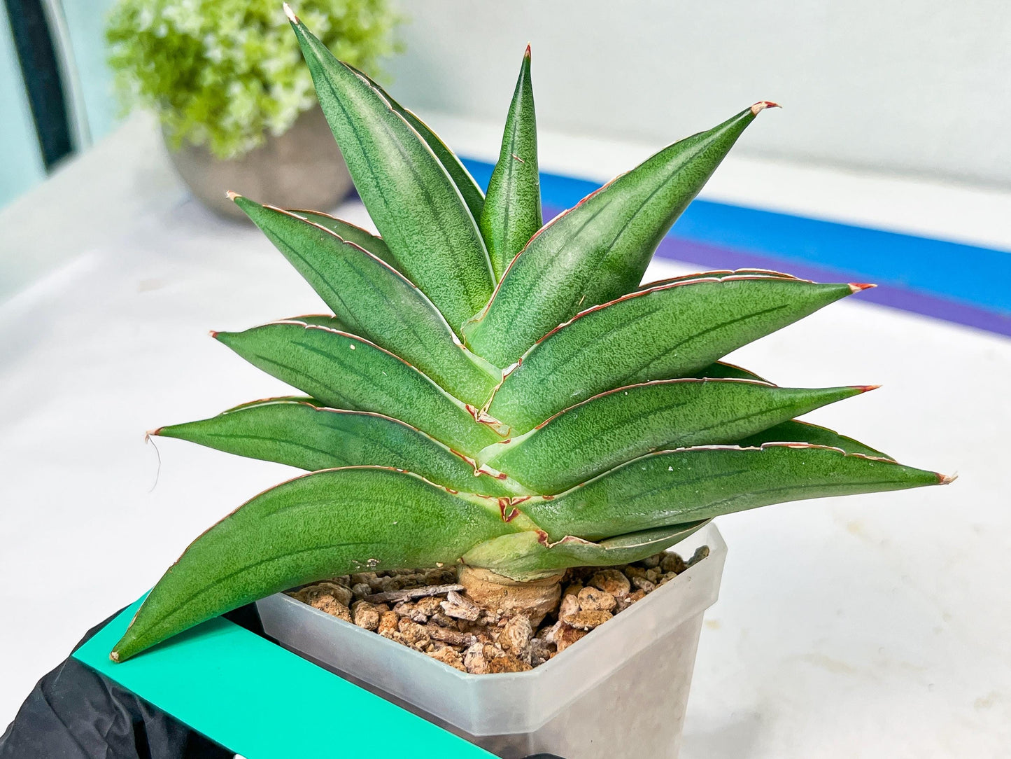 Sansevieria Emerald Wing (#A6) | Rare and Limited Amount