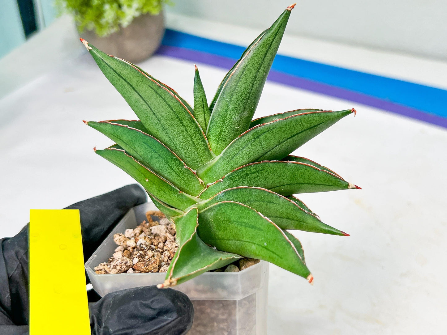 Sansevieria Emerald Wing (#A6) | Rare and Limited Amount