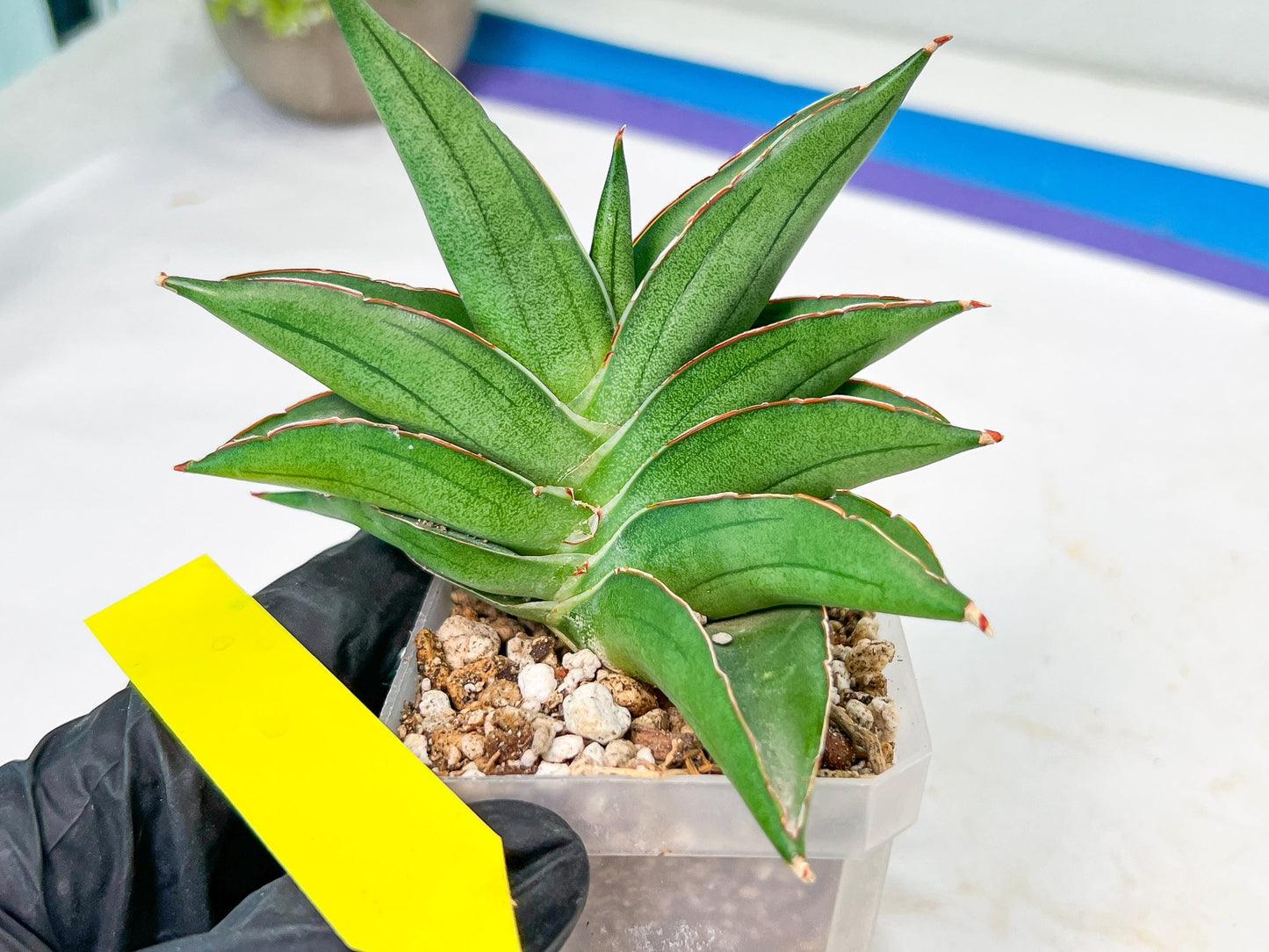Sansevieria Emerald Wing (#A6) | Rare and Limited Amount