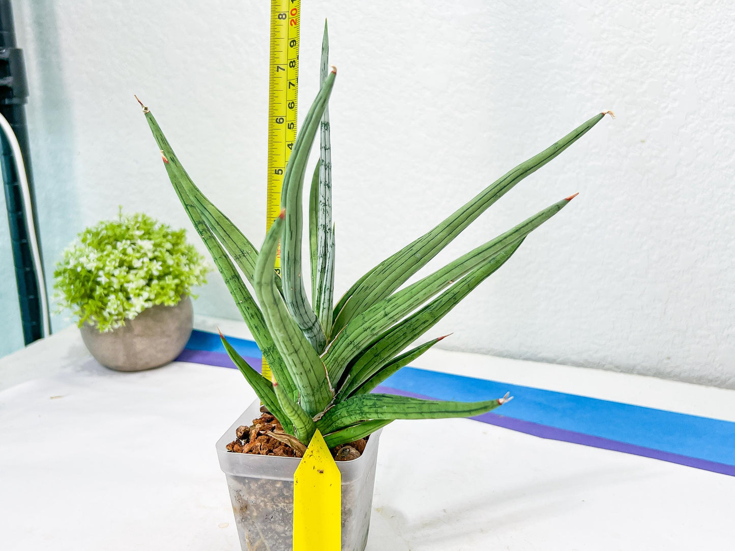Sansevieria Quentin | Imported Plants | Rare Hybrid Species