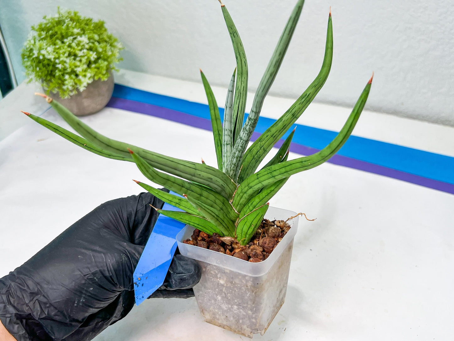 Sansevieria Quentin | Imported Plants | Rare Hybrid Species