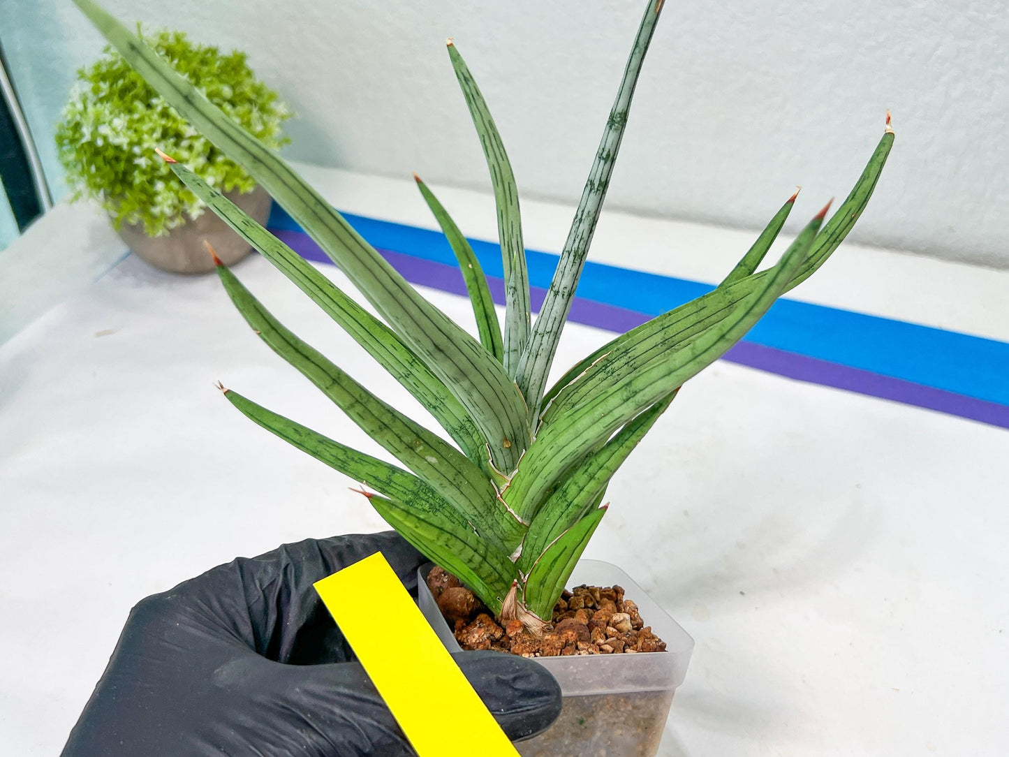 Sansevieria Quentin | Imported Plants | Rare Hybrid Species