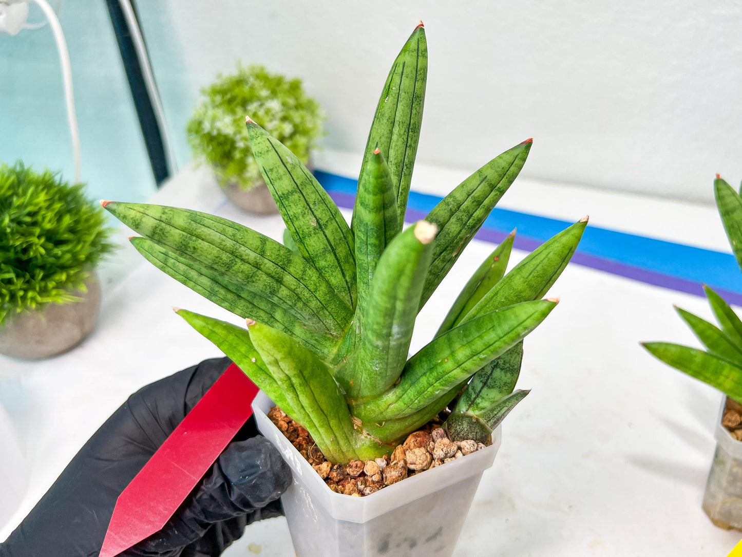 Sansevieria Mr. Hook Large (#C5) | Rare Imported House Plants