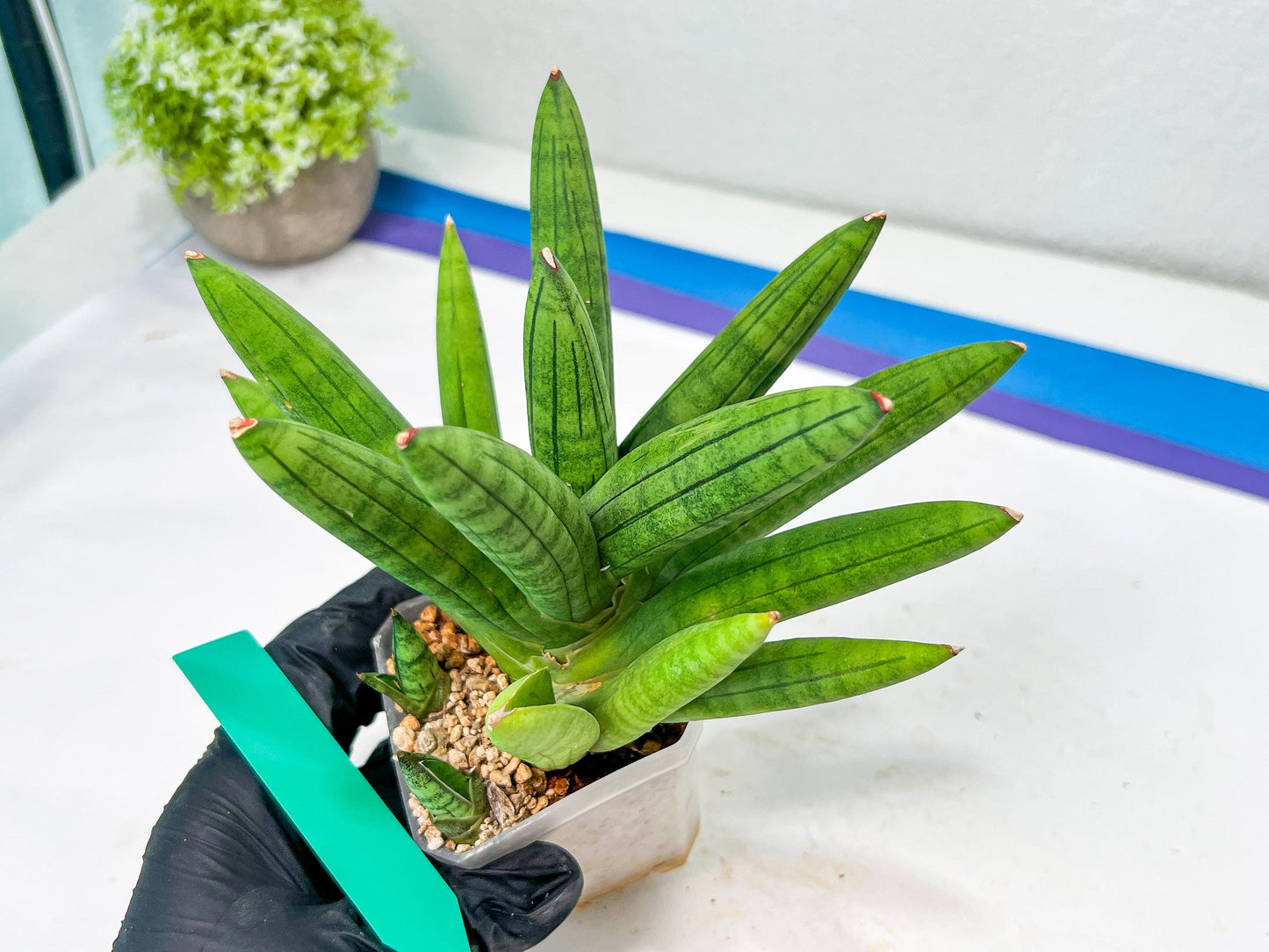 Sansevieria Mr. Hook Large (#C5) | Rare Imported House Plants