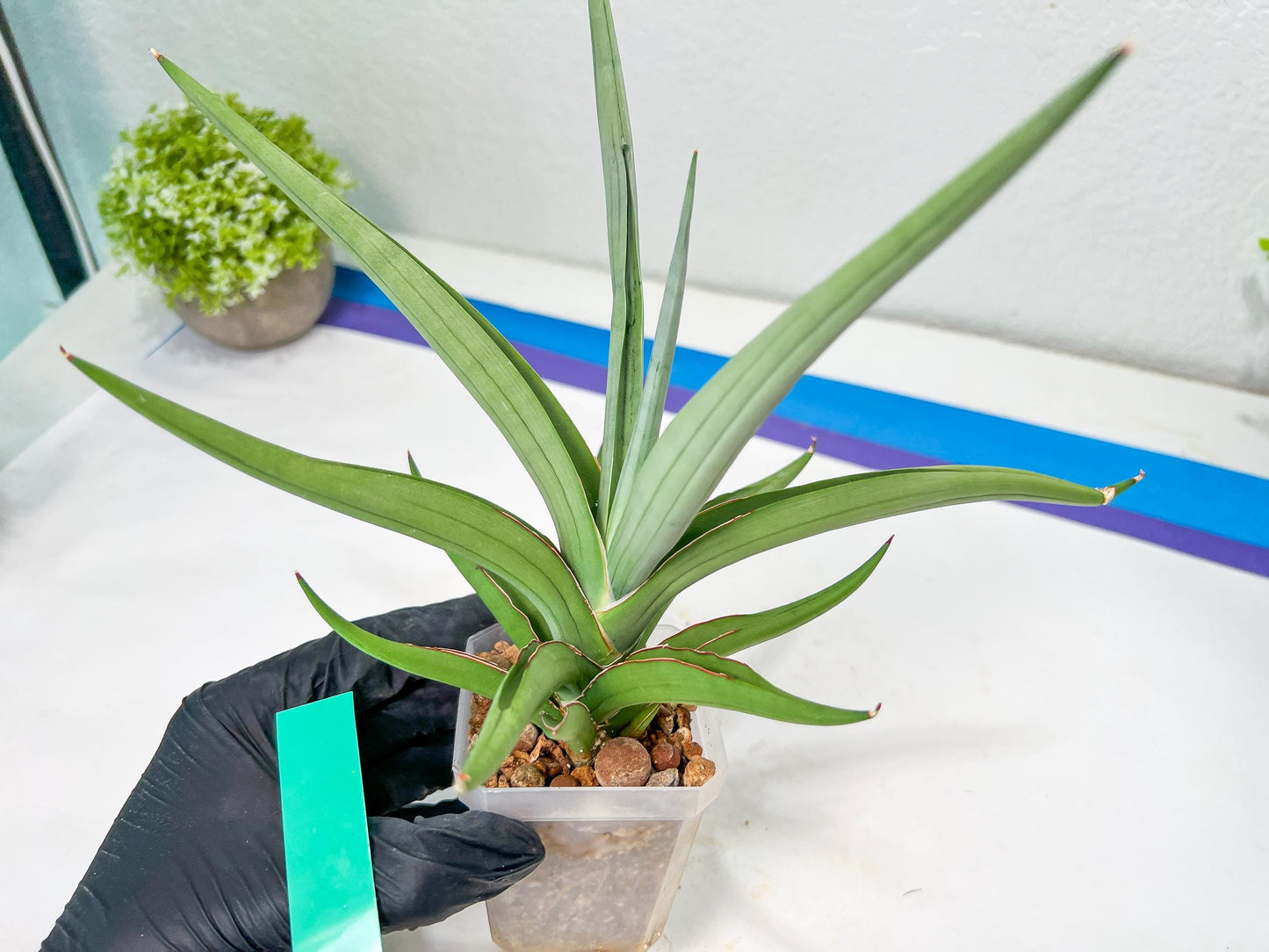 Sansevieria Swan Dancer XL | Imported Plants | Rare Hybrid Species