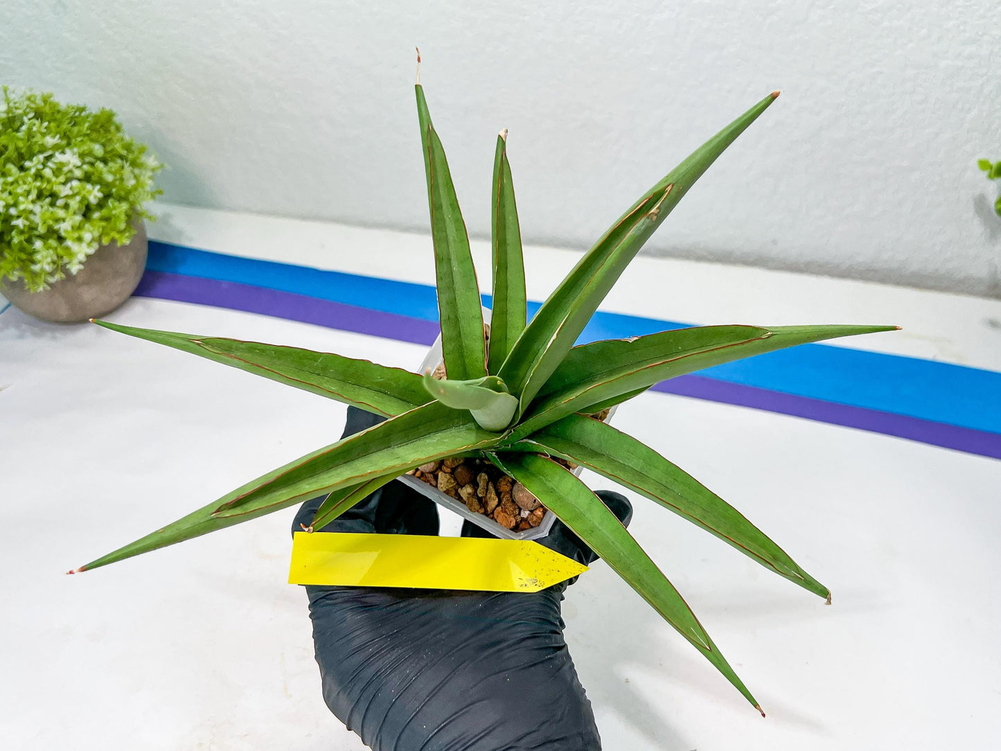 Sansevieria Lanta XL | Imported Plants | Rare Hybrid Species
