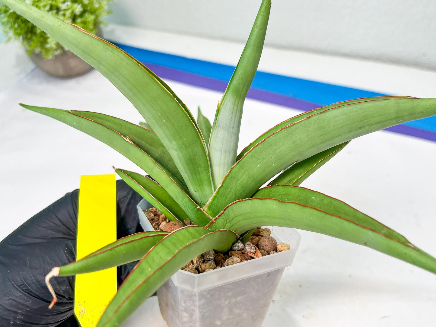 Sansevieria Lanta XL | Imported Plants | Rare Hybrid Species