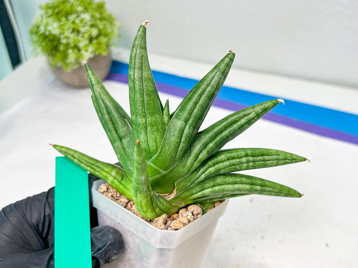 Sansevieria Moose | A Rare Plant a Day Keeps The Boredom Away
