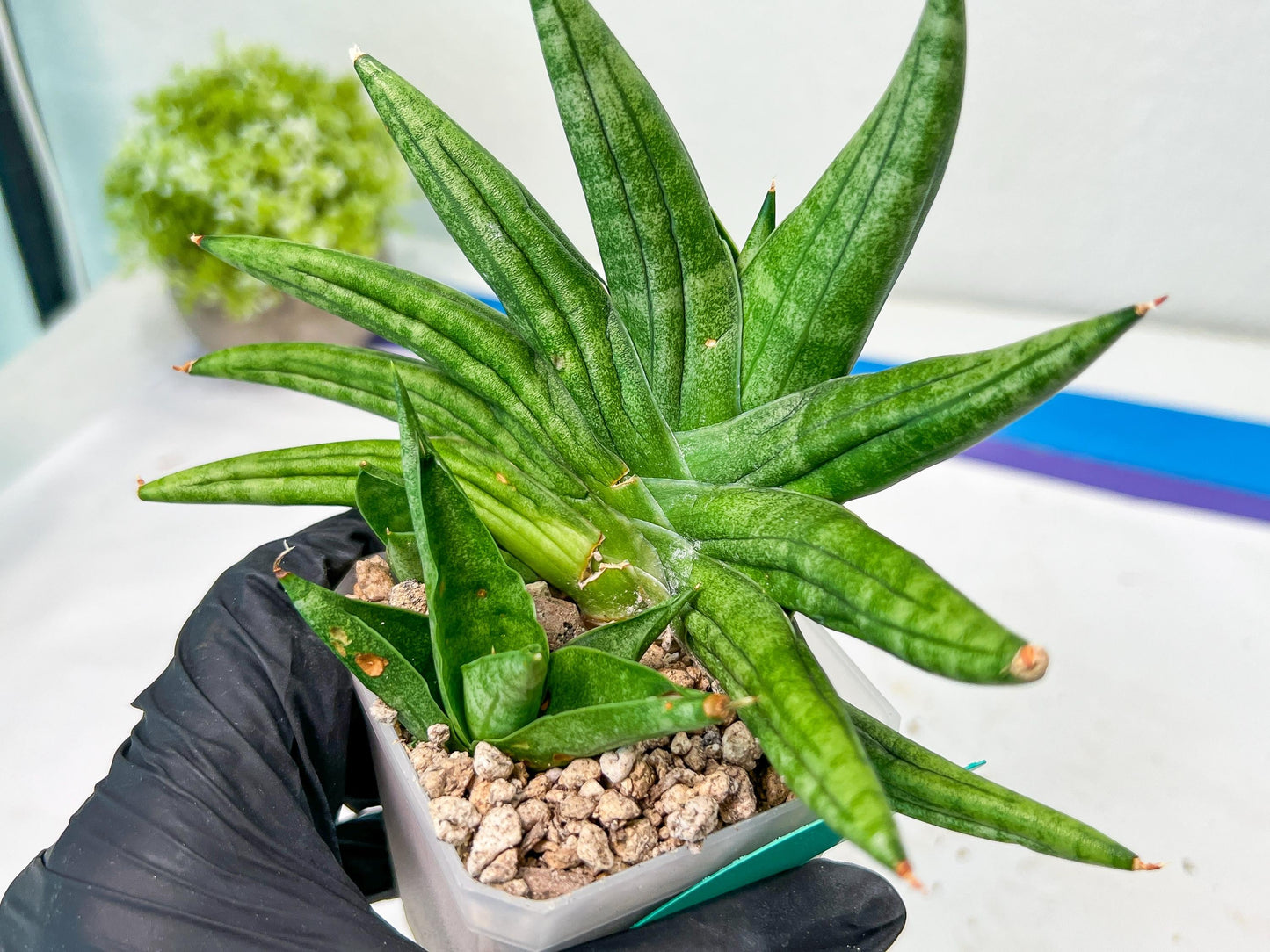 Sansevieria Moose | A Rare Plant a Day Keeps The Boredom Away