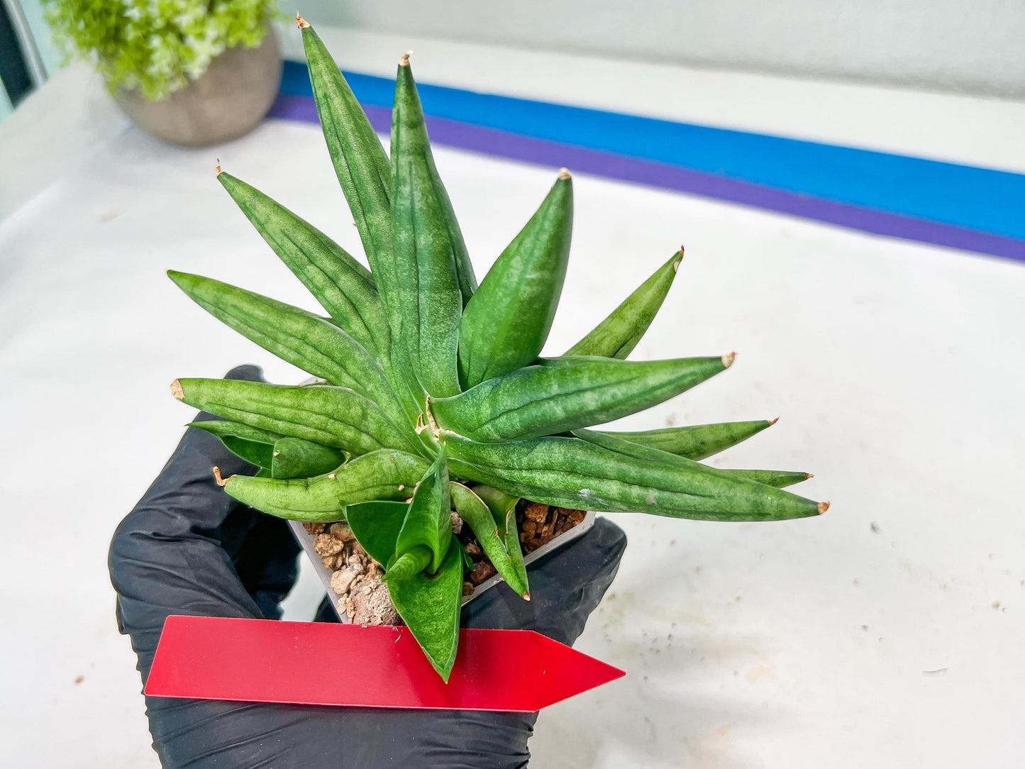 Sansevieria Moose | A Rare Plant a Day Keeps The Boredom Away