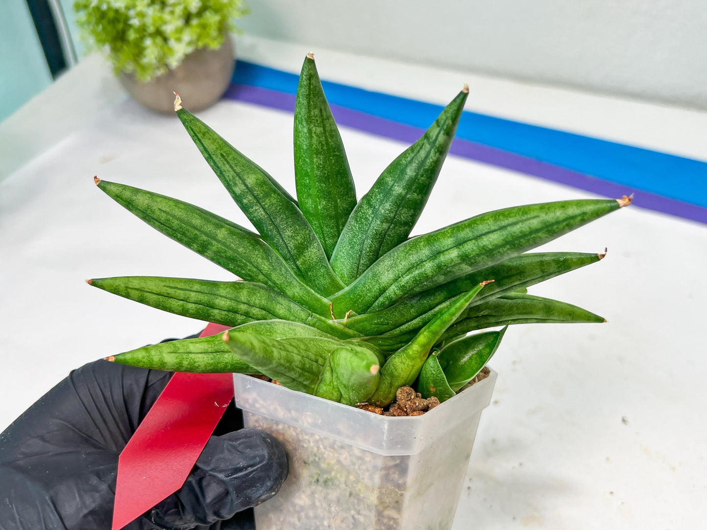 Sansevieria Moose | A Rare Plant a Day Keeps The Boredom Away