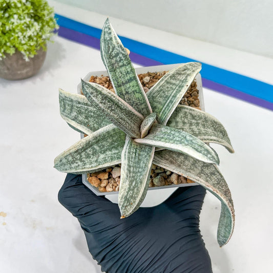 Gasteria Batesiana White Variegated | Imported Succulent