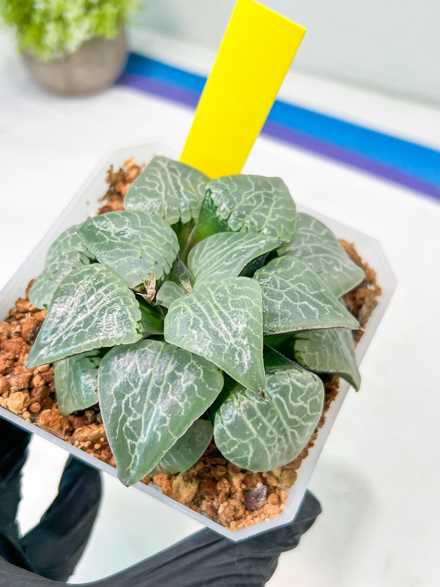 XL Haworthia Crystal or Sjuijig | Get yours before it’s gone | 4" Pot