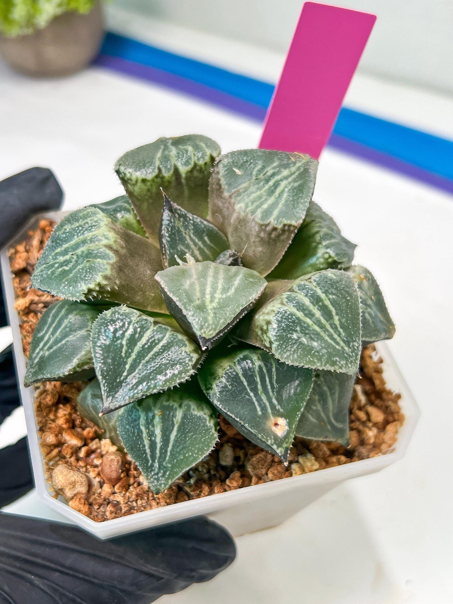 XL Haworthia Spring Thunder or Chun Hei Ju | 4" Pot