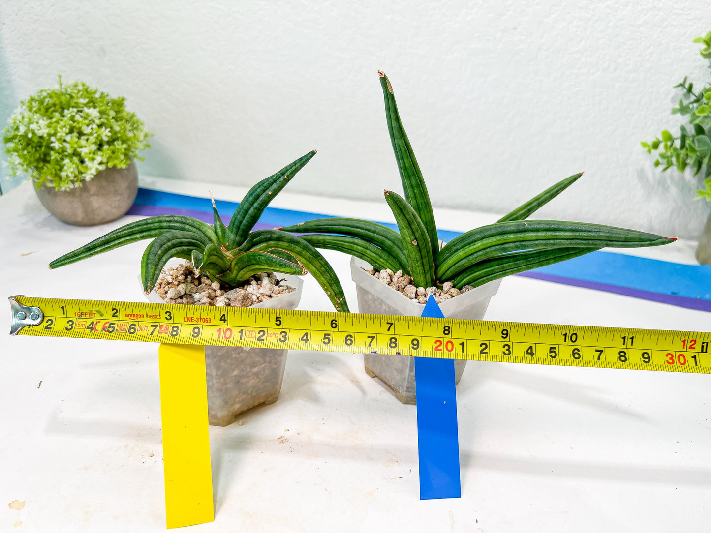 Sansevieria Patens Var XL (#A4) | Imported Plants