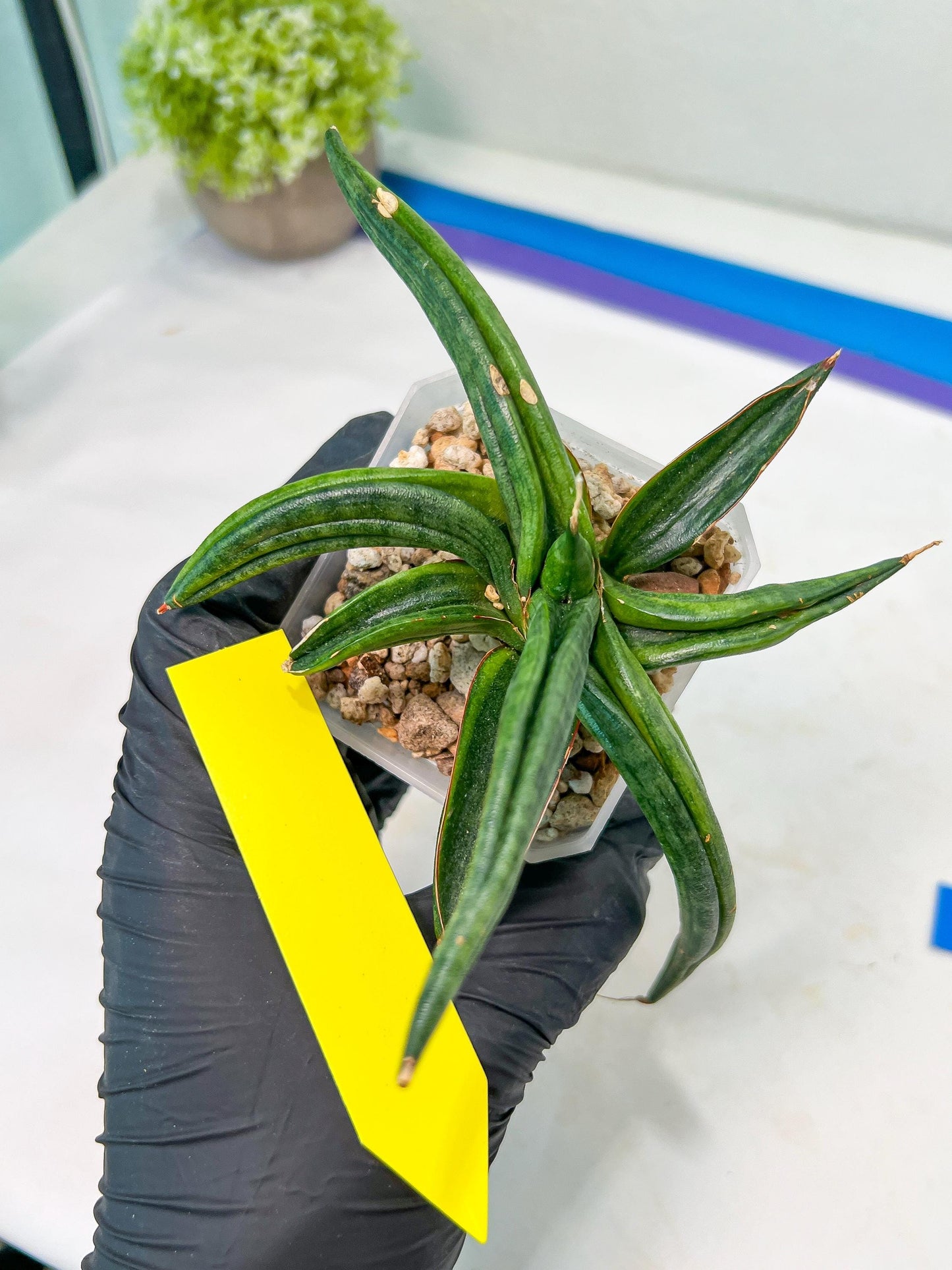 Sansevieria Patens Var XL (#A4) | Imported Plants