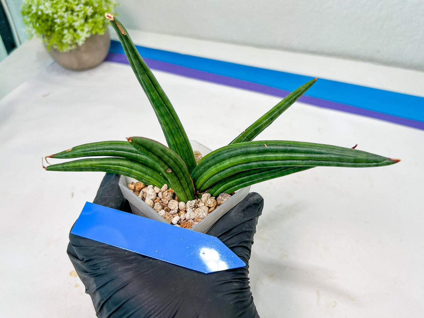 Sansevieria Patens Var XL (#A4) | Imported Plants