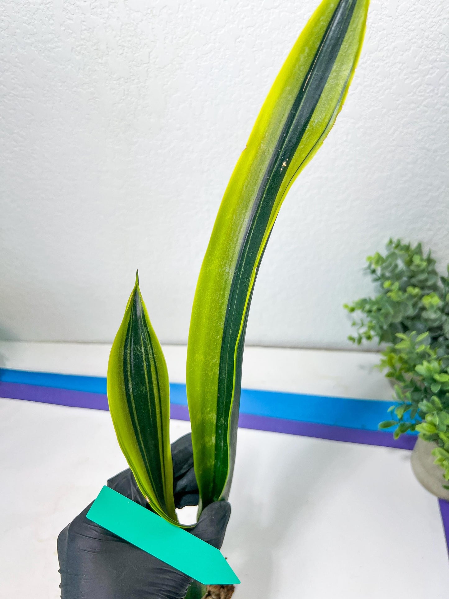 Sansevieria Trifasciata Lillian True Oil (G2) | Imported Plants