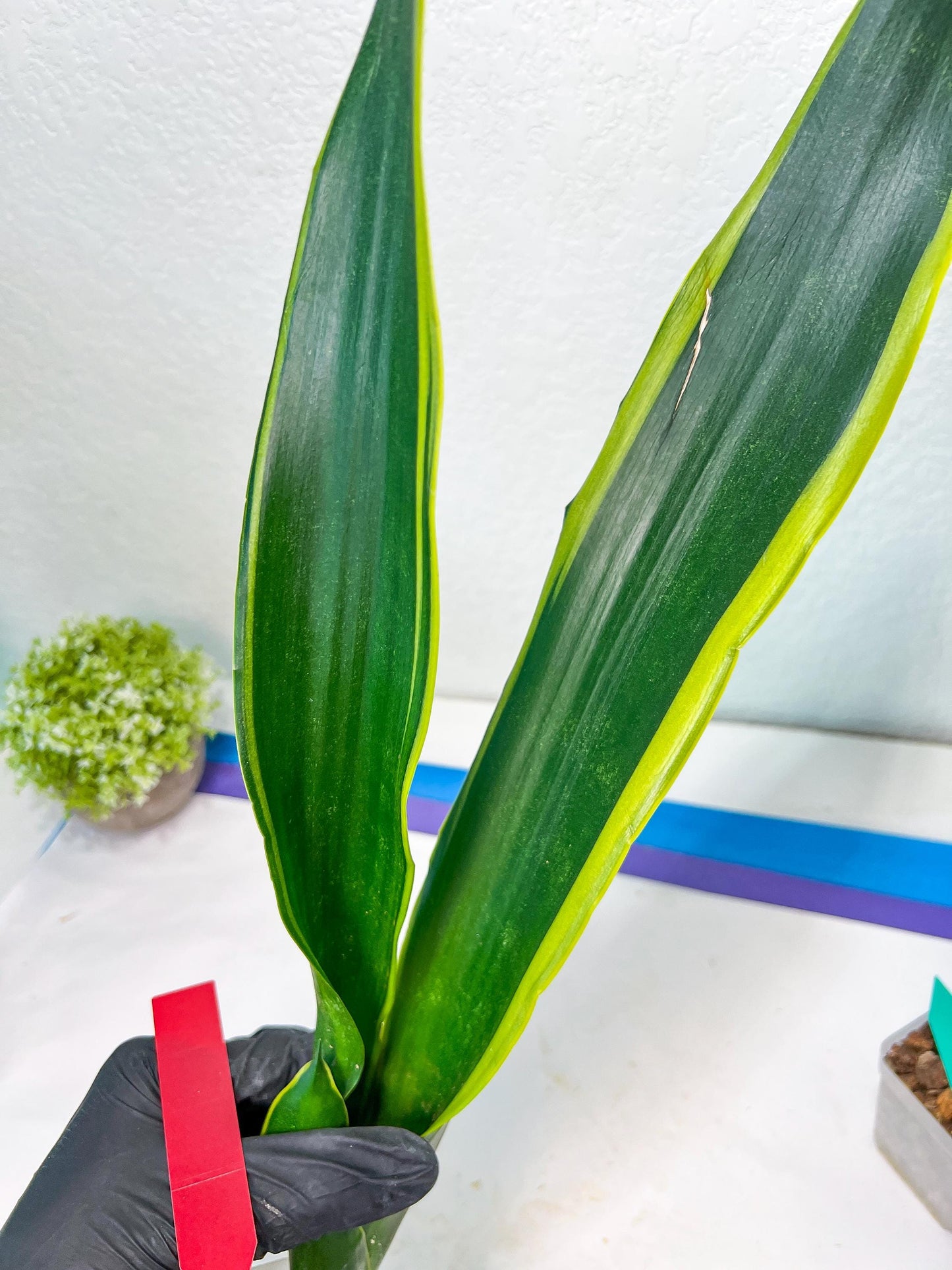 Sansevieria Trifasciata Lillian True Oil (G2) | Imported Plants