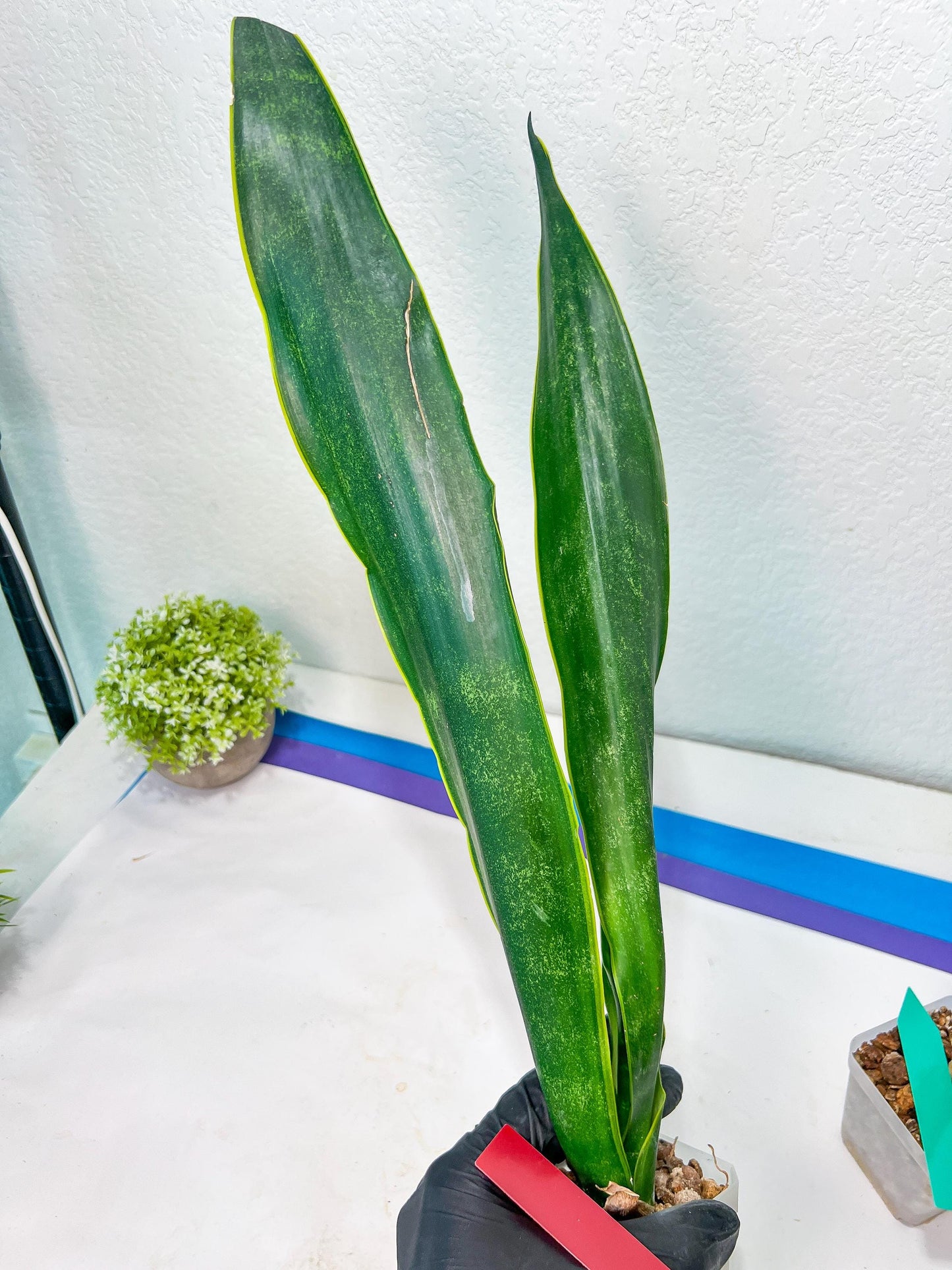 Sansevieria Trifasciata Lillian True Oil (G2) | Imported Plants