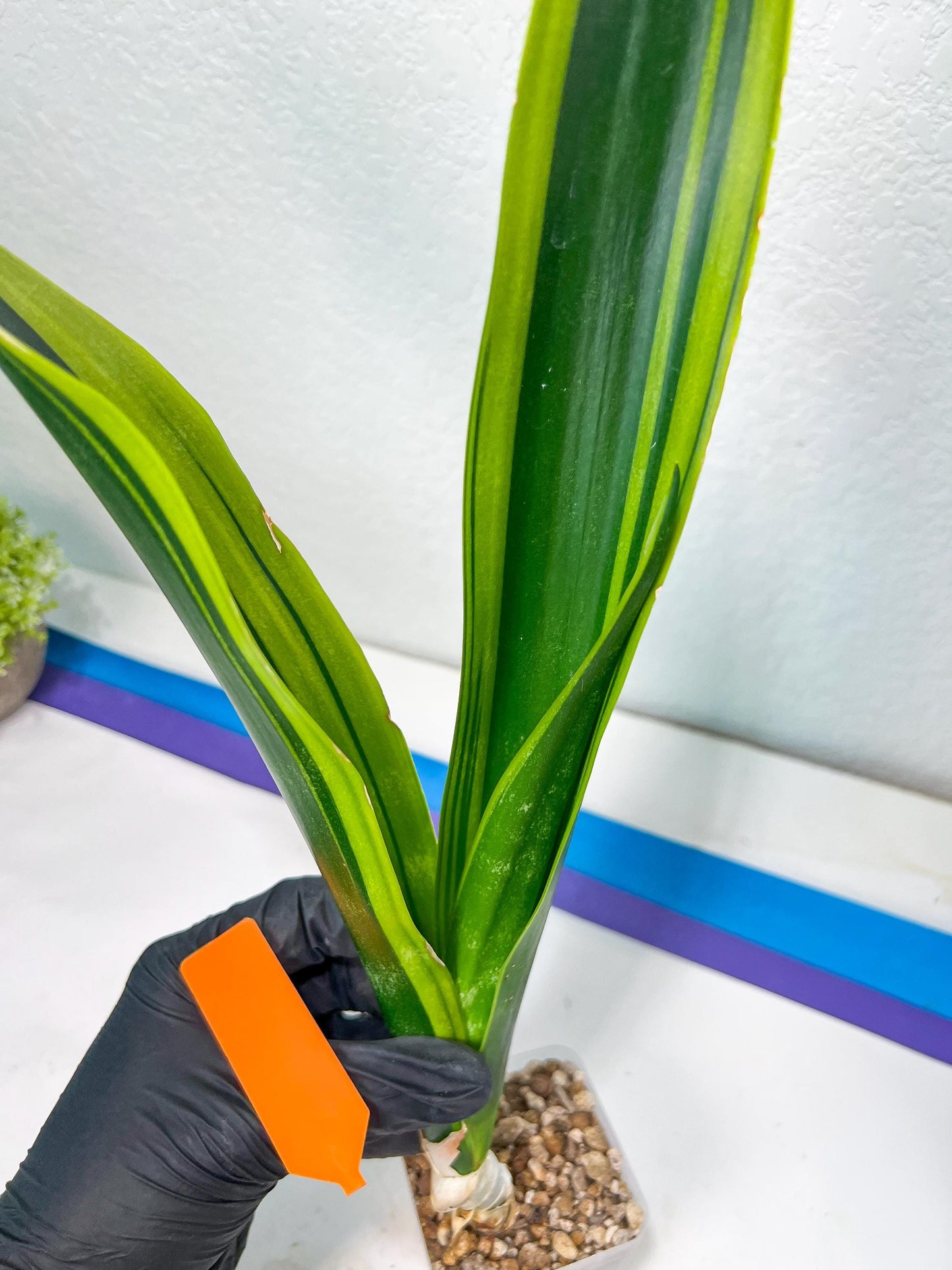 Sansevieria Trifasciata Lillian True Oil (G2) | Imported Plants