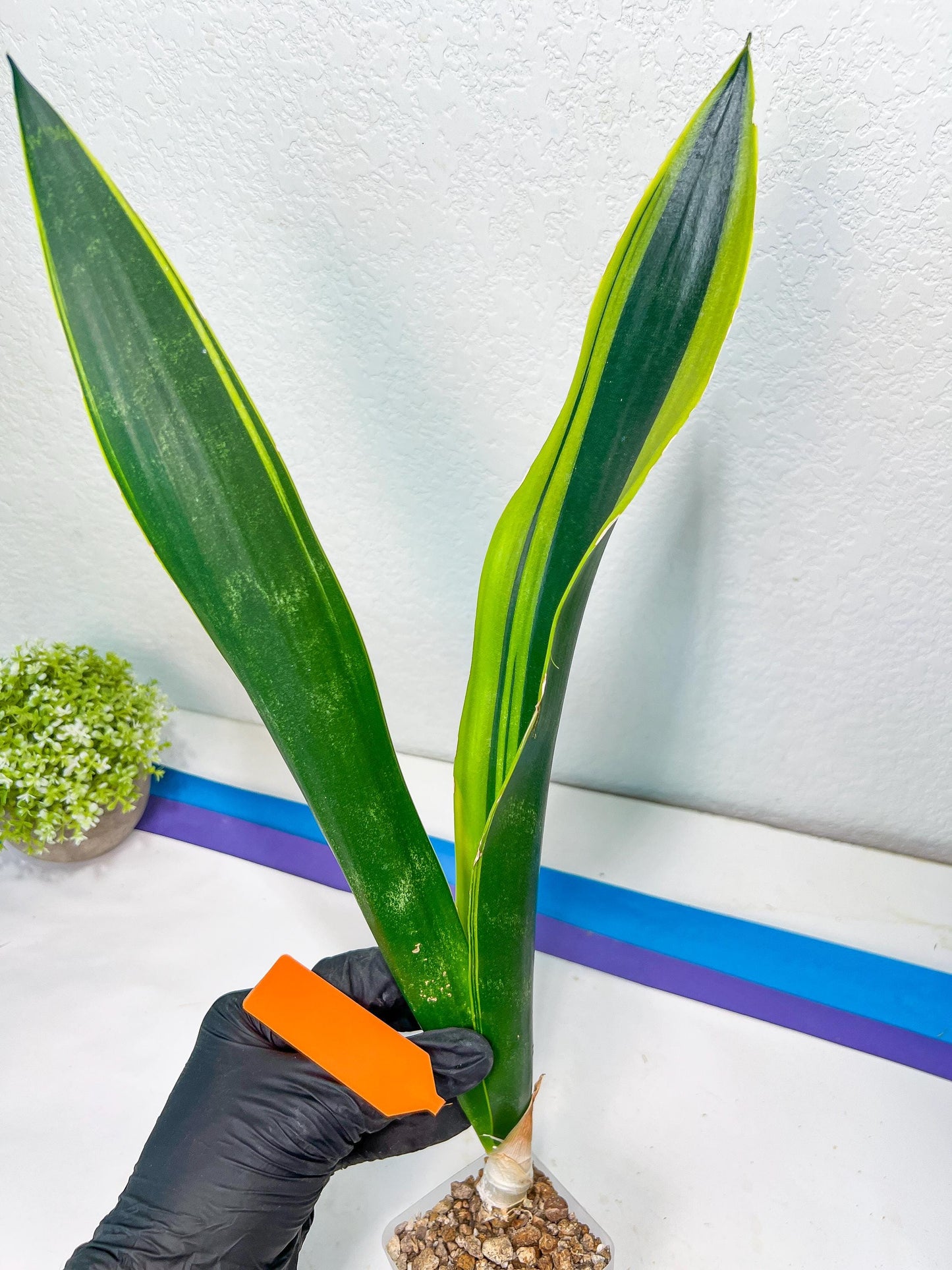 Sansevieria Trifasciata Lillian True Oil (G2) | Imported Plants
