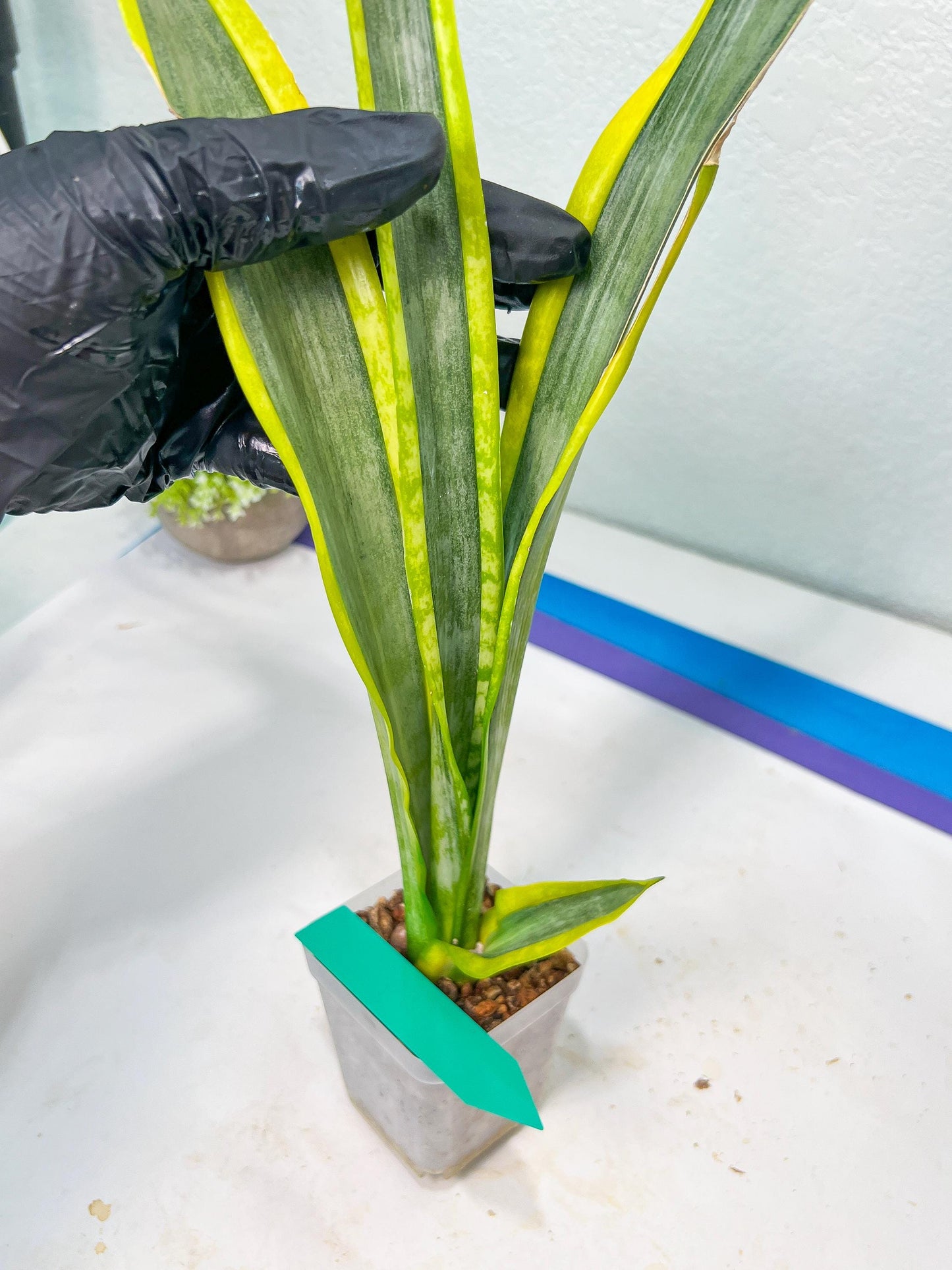 Sansevieria trifasciata Assalam | Imported Plants