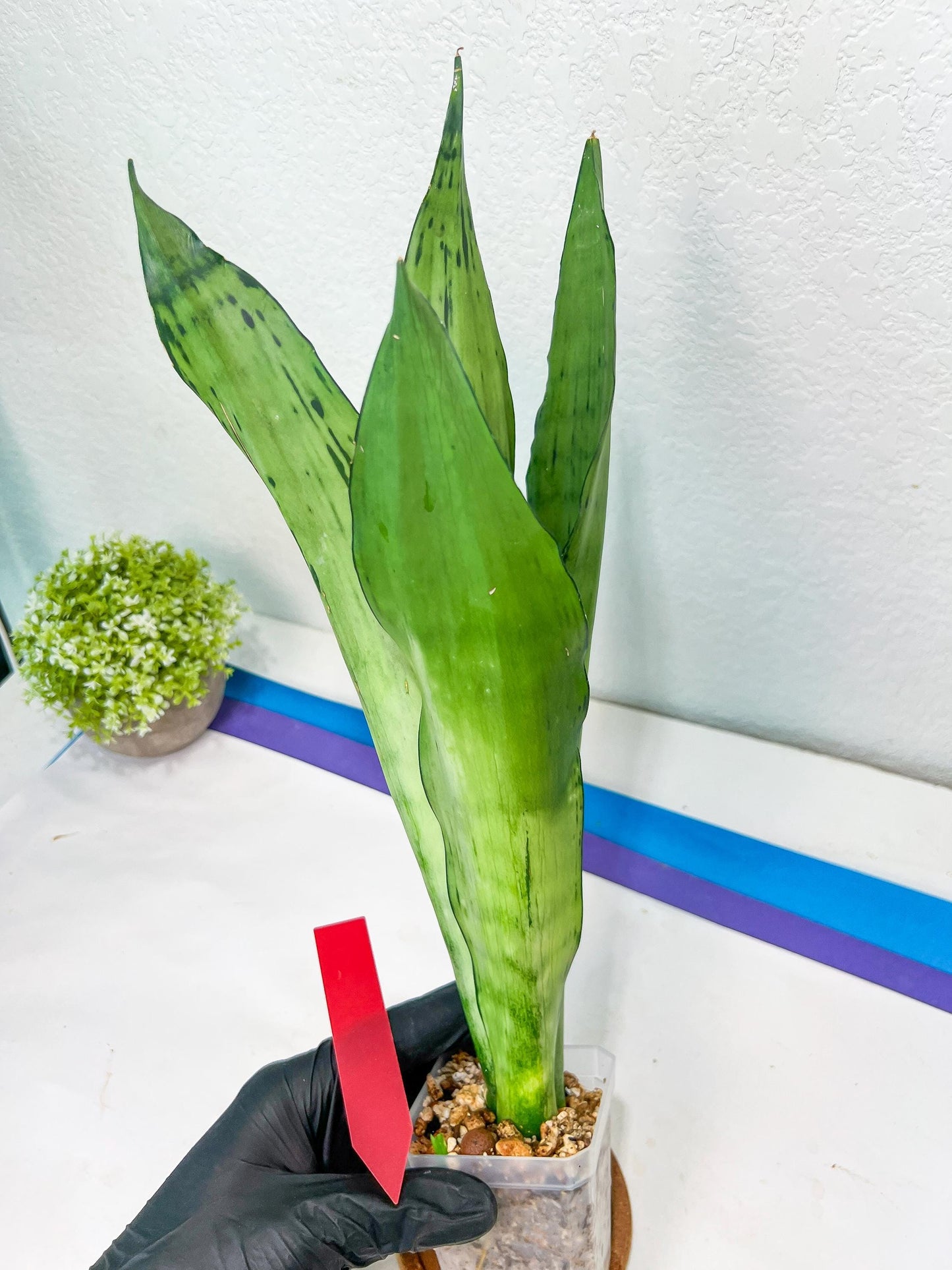 Sansevieria Brazilian Moonshine | Imported Plants