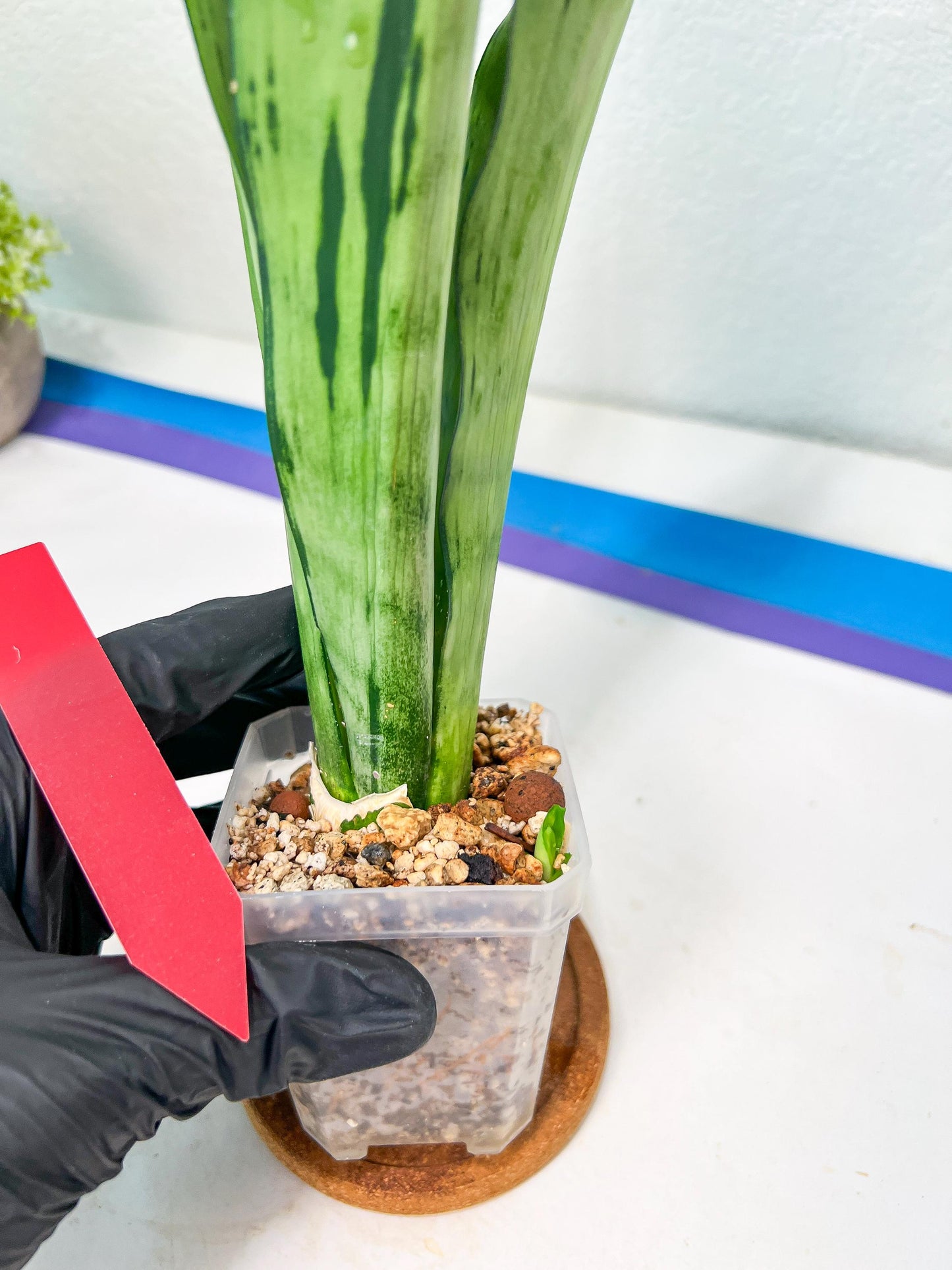 Sansevieria Brazilian Moonshine | Imported Plants