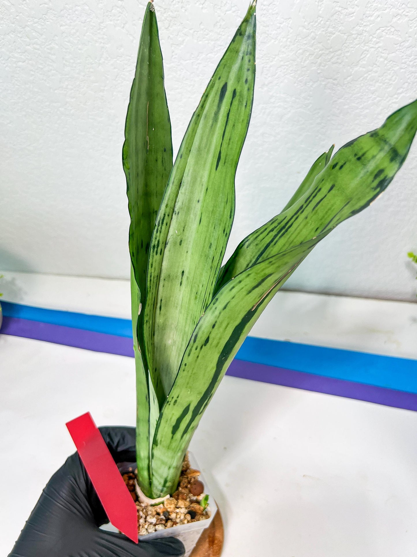 Sansevieria Brazilian Moonshine | Imported Plants