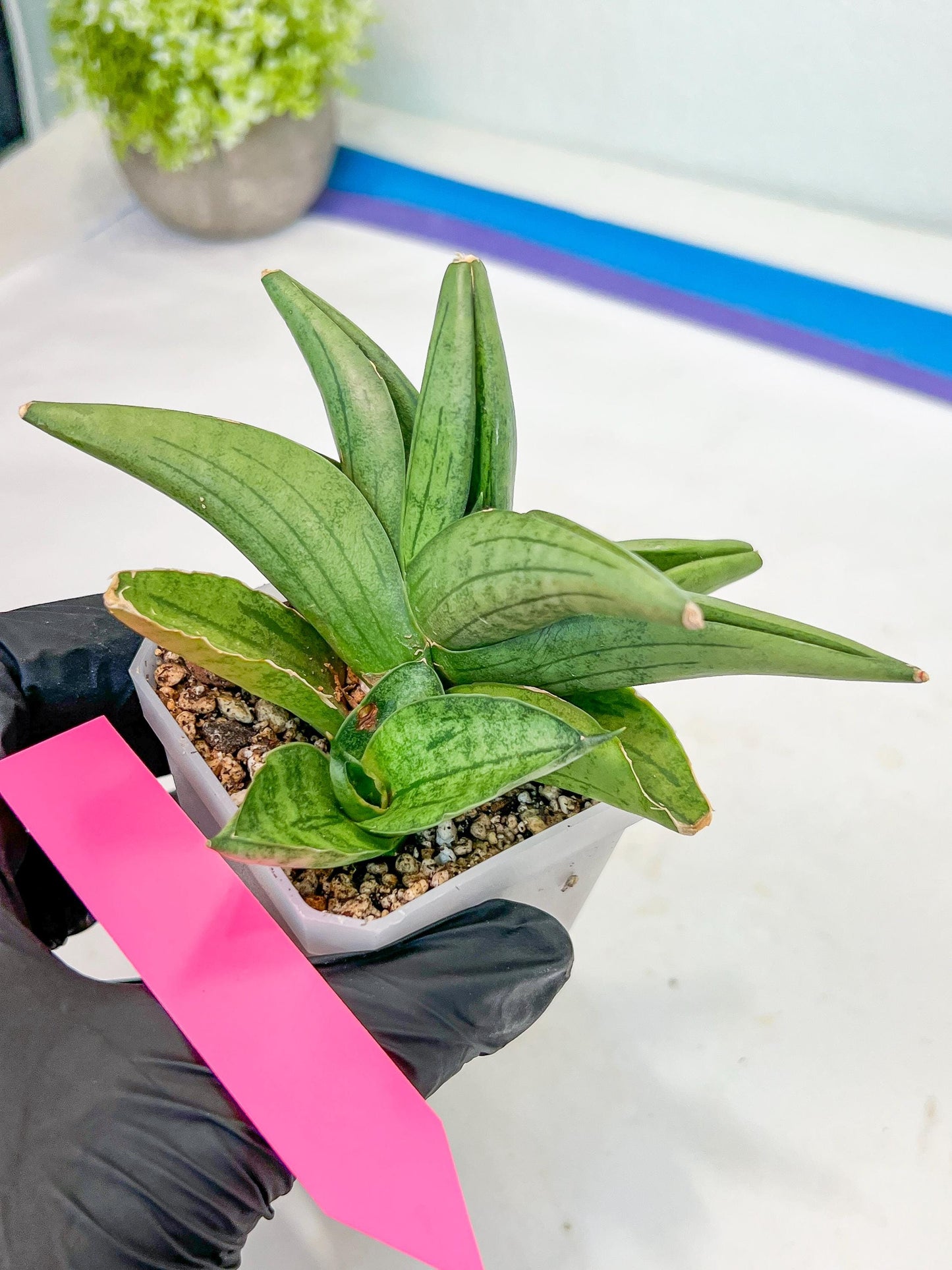 Sansevieria Supper Chubby (AC59) | Imported Snake Plants
