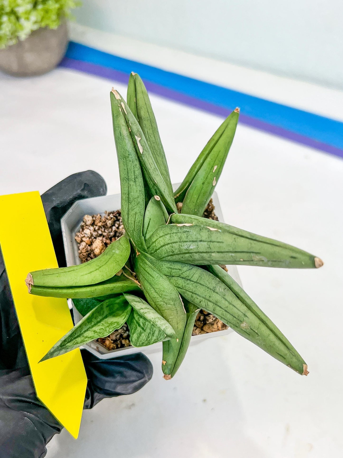 Sansevieria Supper Chubby (AC59) | Imported Snake Plants