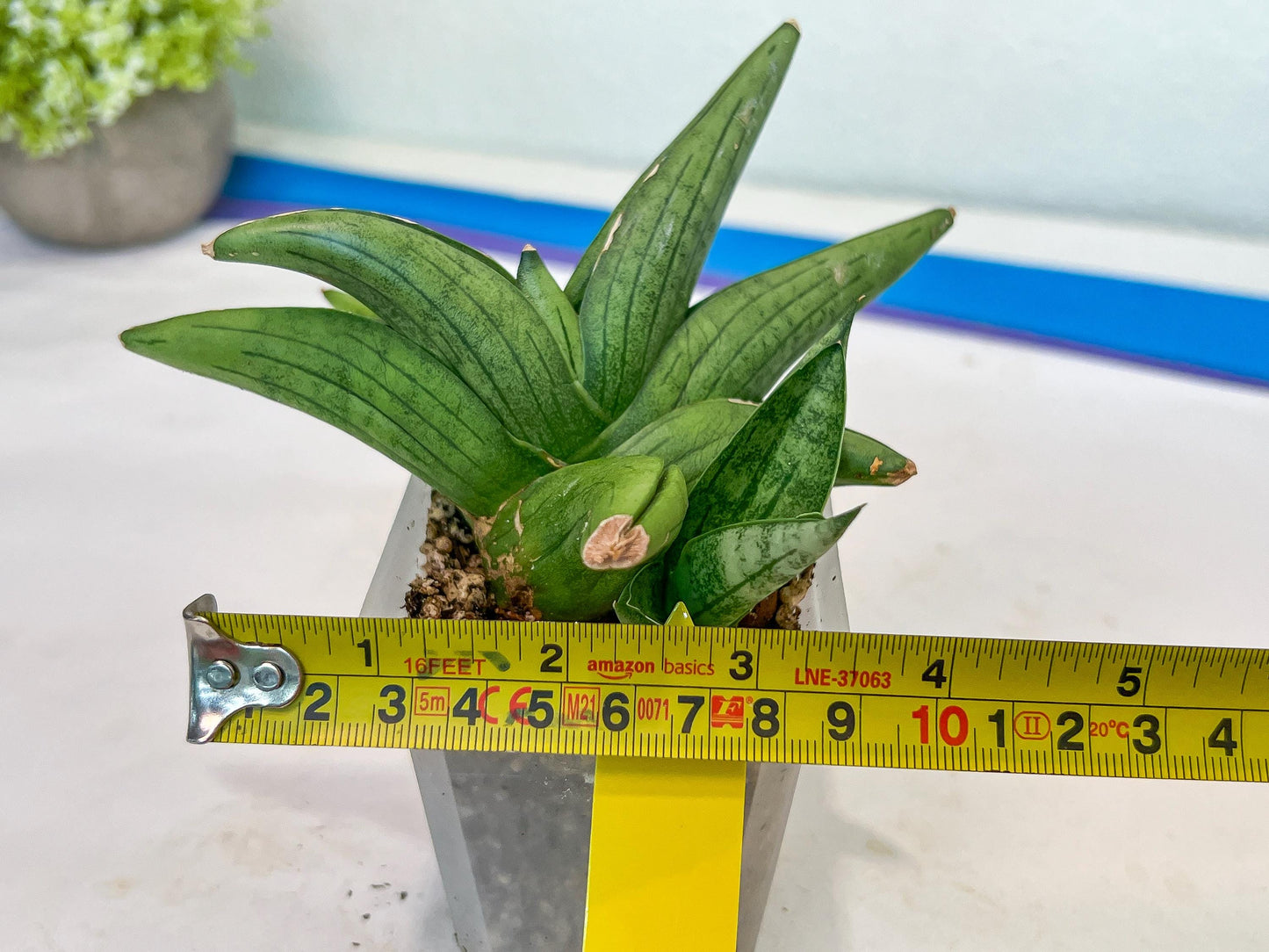 Sansevieria Supper Chubby (AC59) | Imported Snake Plants