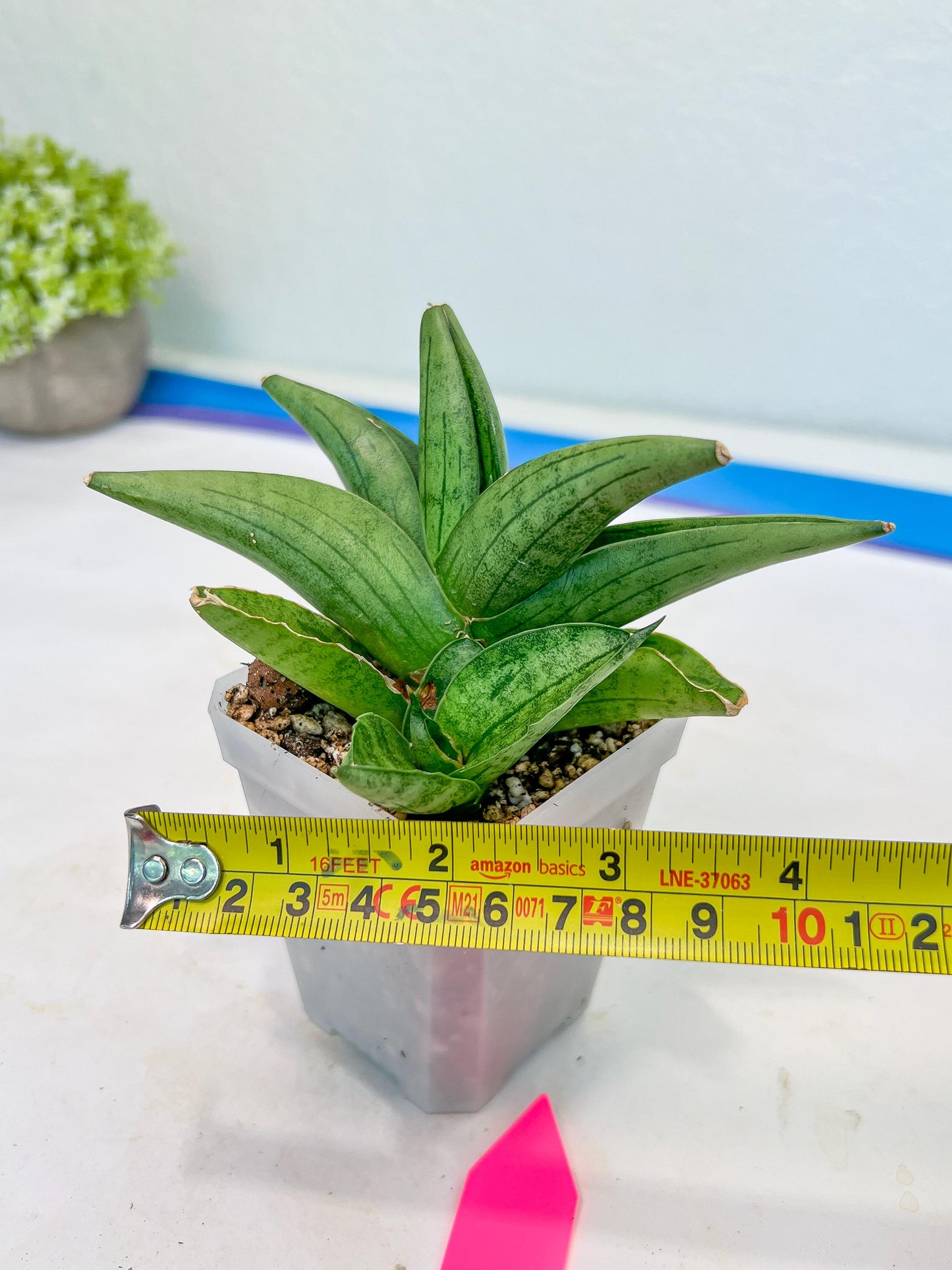 Sansevieria Supper Chubby (AC59) | Imported Snake Plants