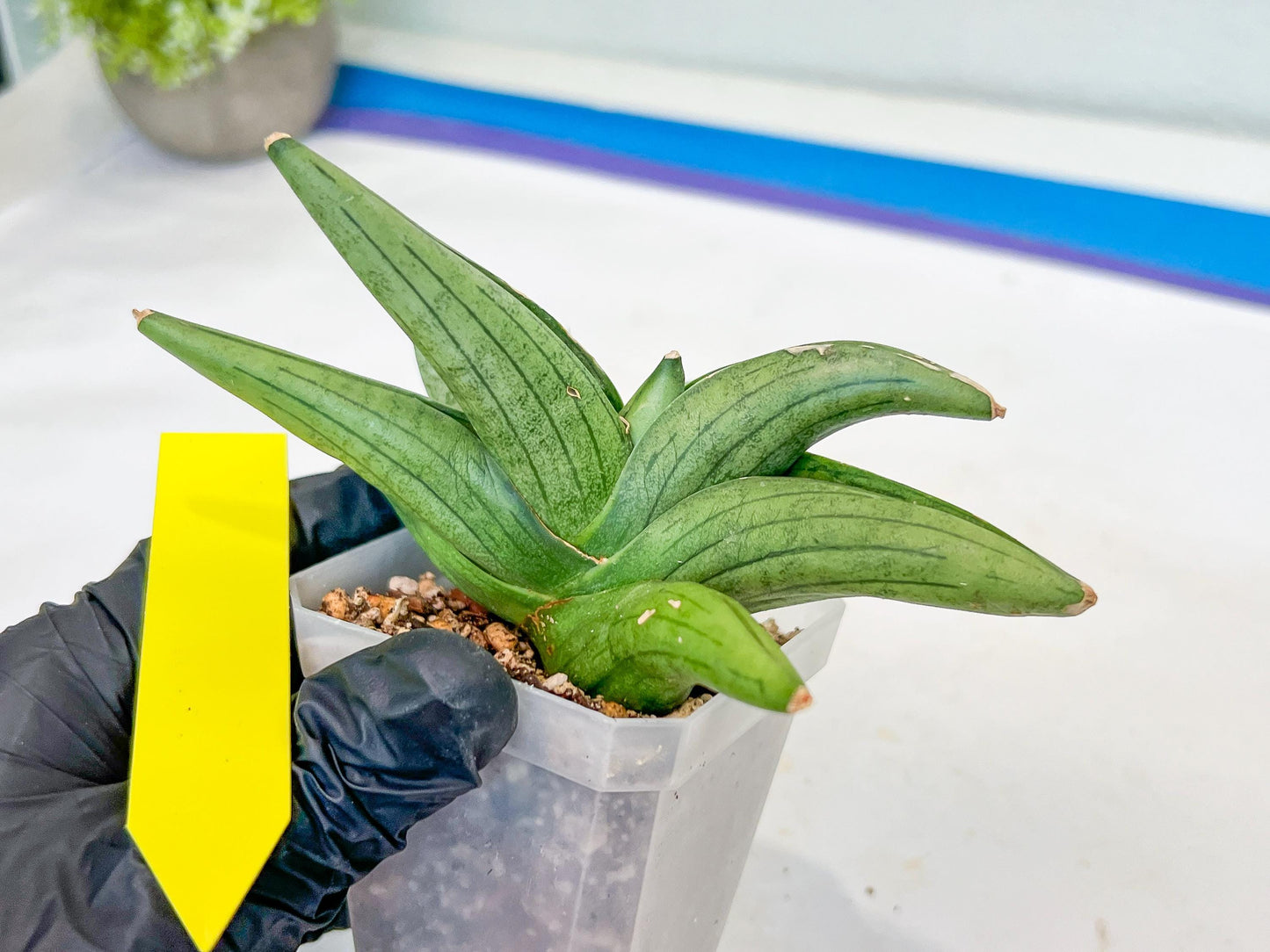 Sansevieria Supper Chubby (AC59) | Imported Snake Plants