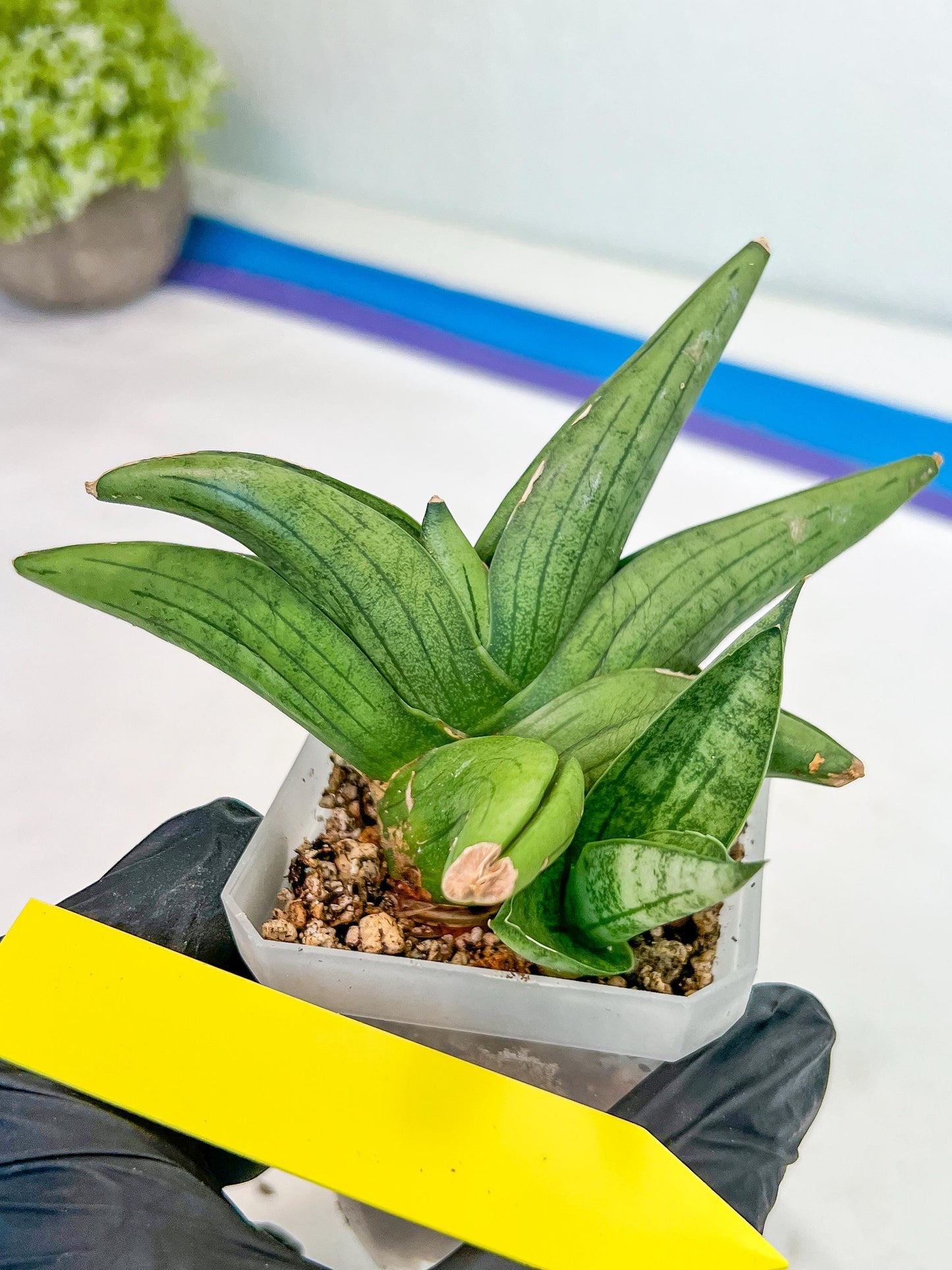 Sansevieria Supper Chubby (AC59) | Imported Snake Plants