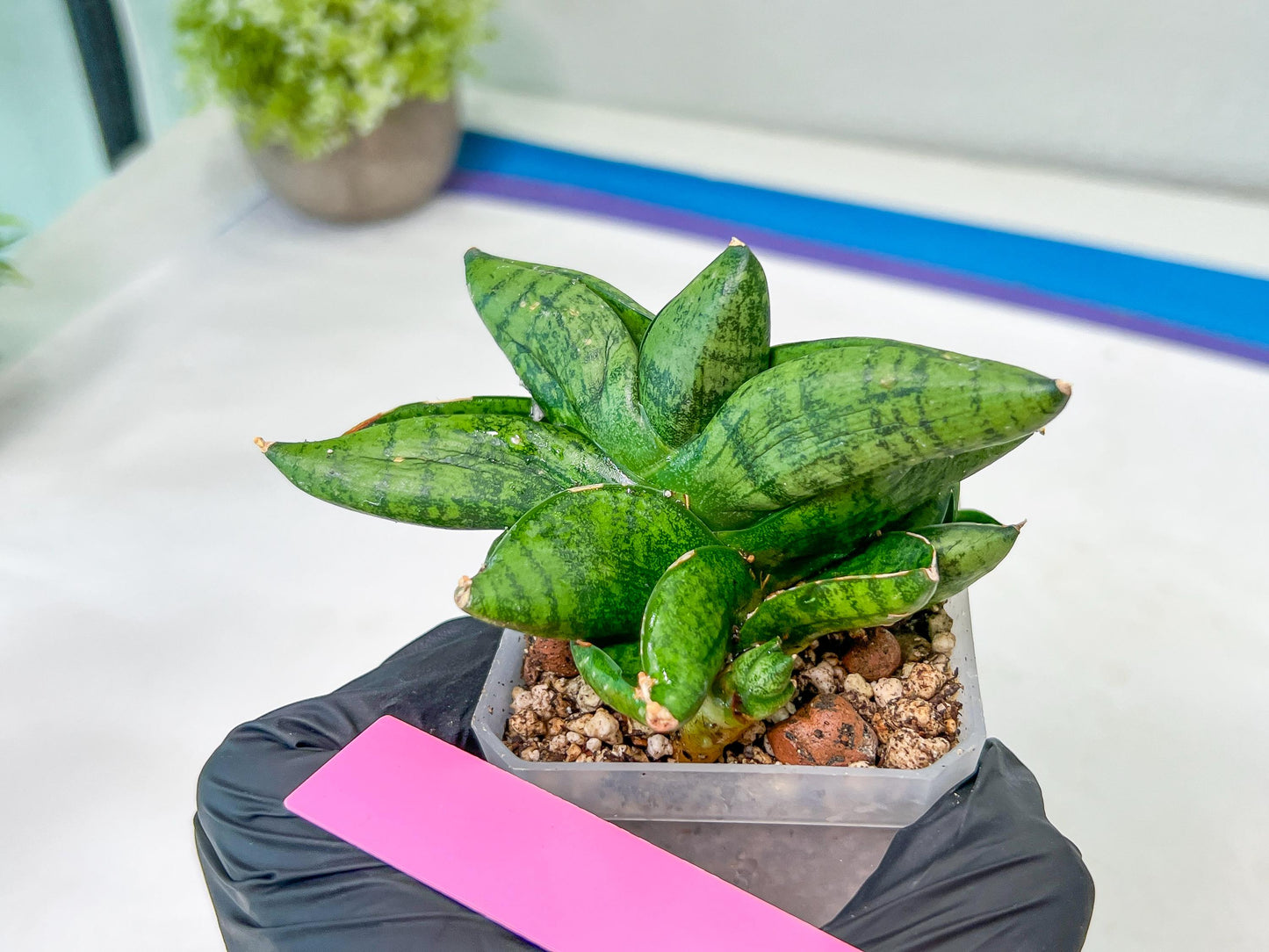 sansevieria Pum Pui (AC60) | Rare Snake Plant