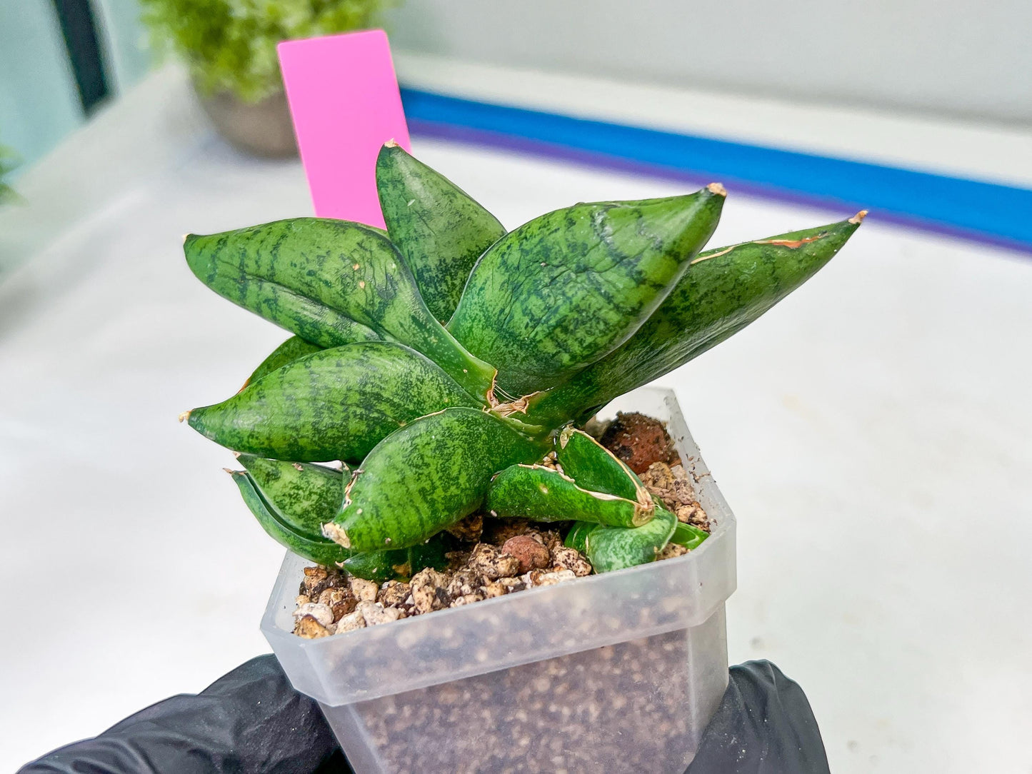 sansevieria Pum Pui (AC60) | Rare Snake Plant