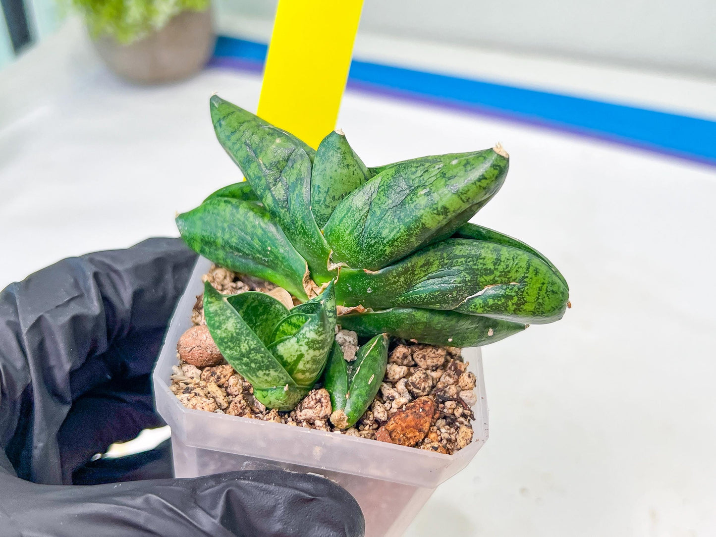 sansevieria Pum Pui (AC60) | Rare Snake Plant