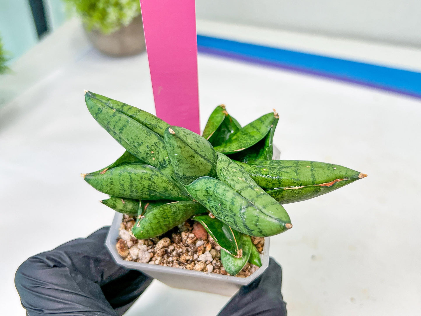 sansevieria Pum Pui (AC60) | Rare Snake Plant