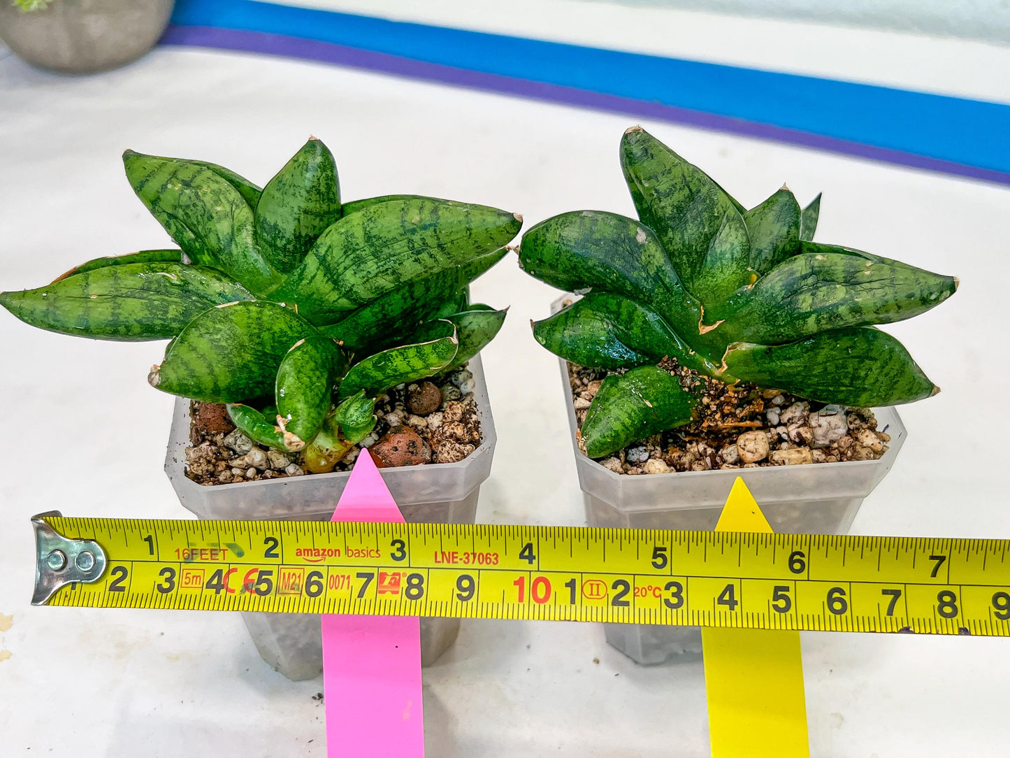 sansevieria Pum Pui (AC60) | Rare Snake Plant