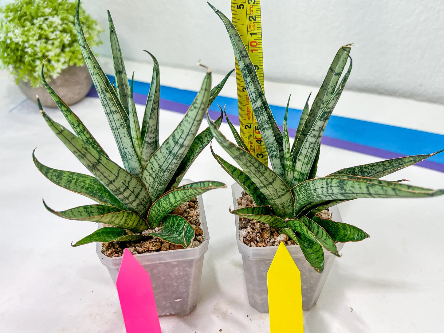 sansevieria Sweet Celery (AC62) | Rare Snake Plant