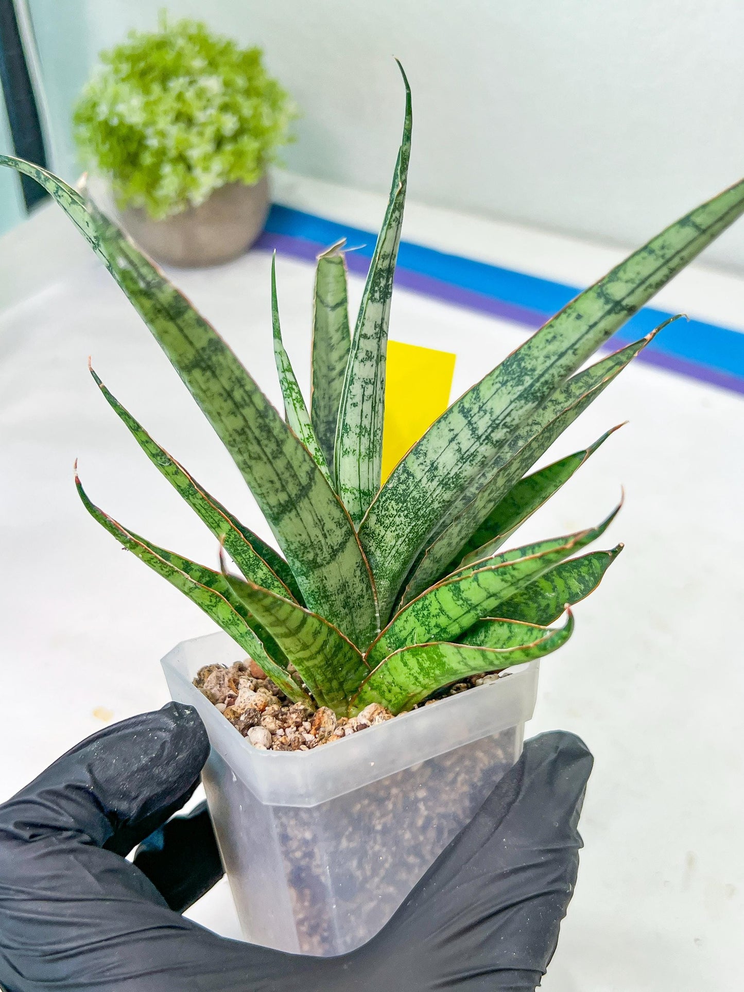 sansevieria Sweet Celery (AC62) | Rare Snake Plant